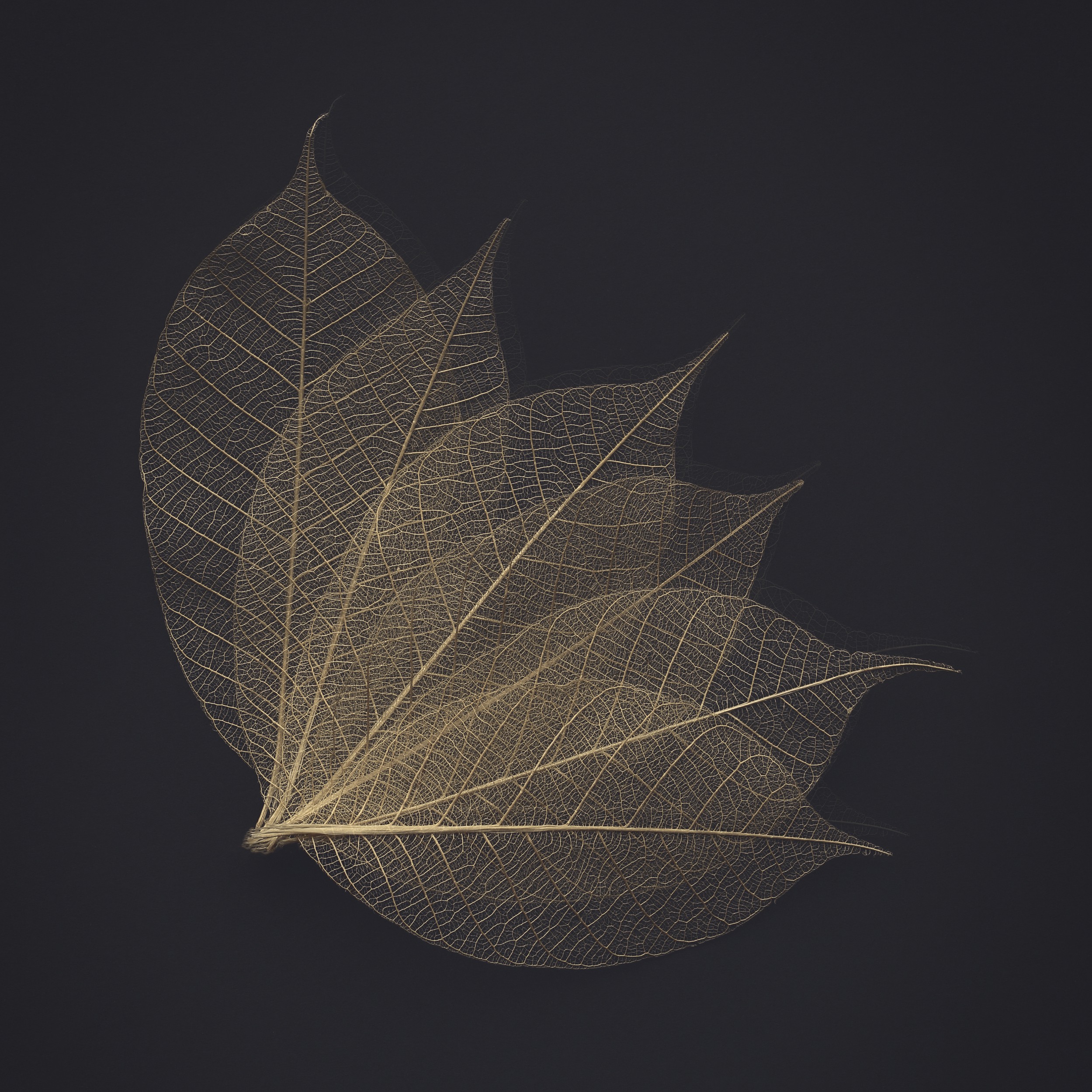 Golden Leaf Veins by Alyson Fennell — canvas wall art