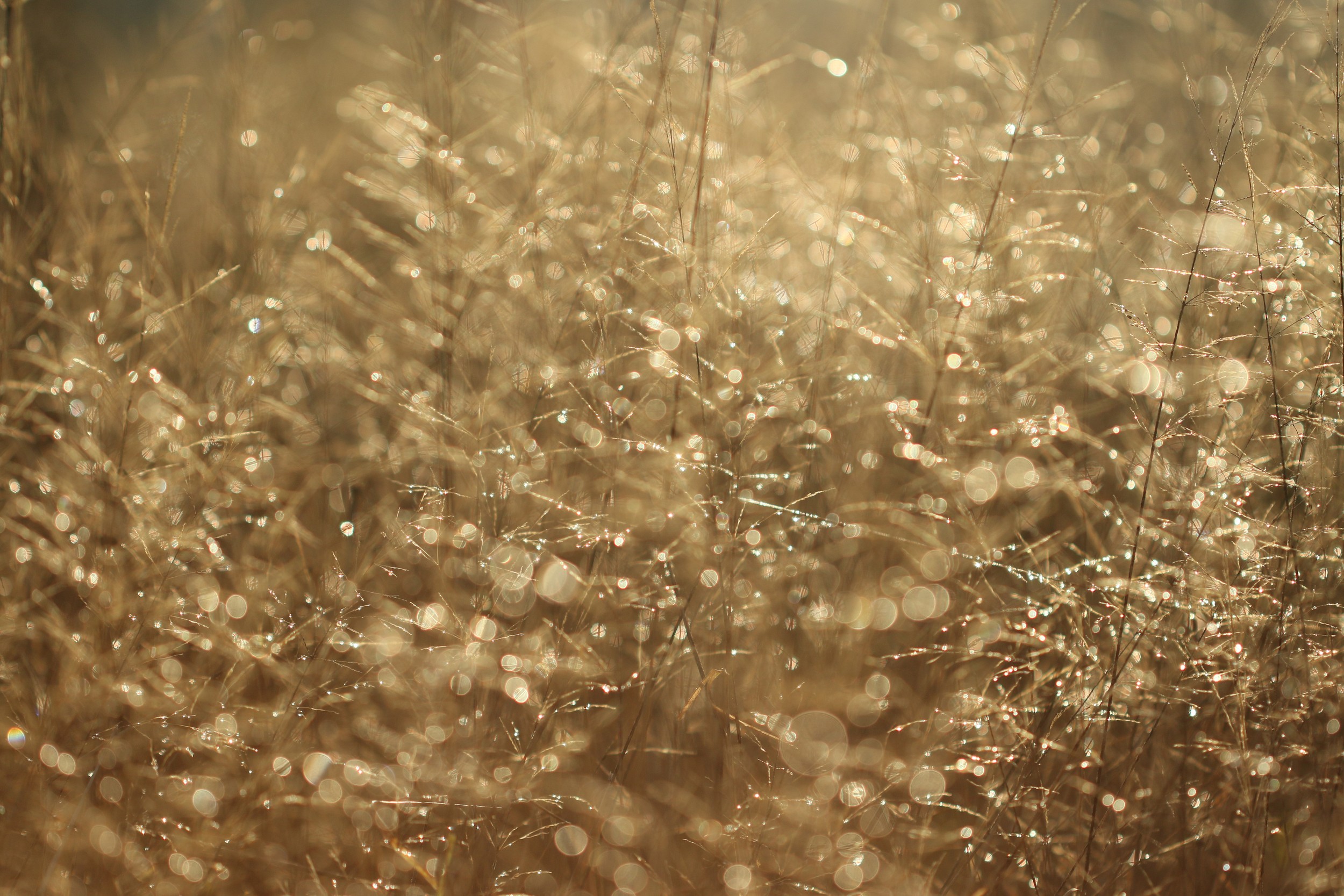 Golden Morning Dew by Alyson Fennell — canvas wall art