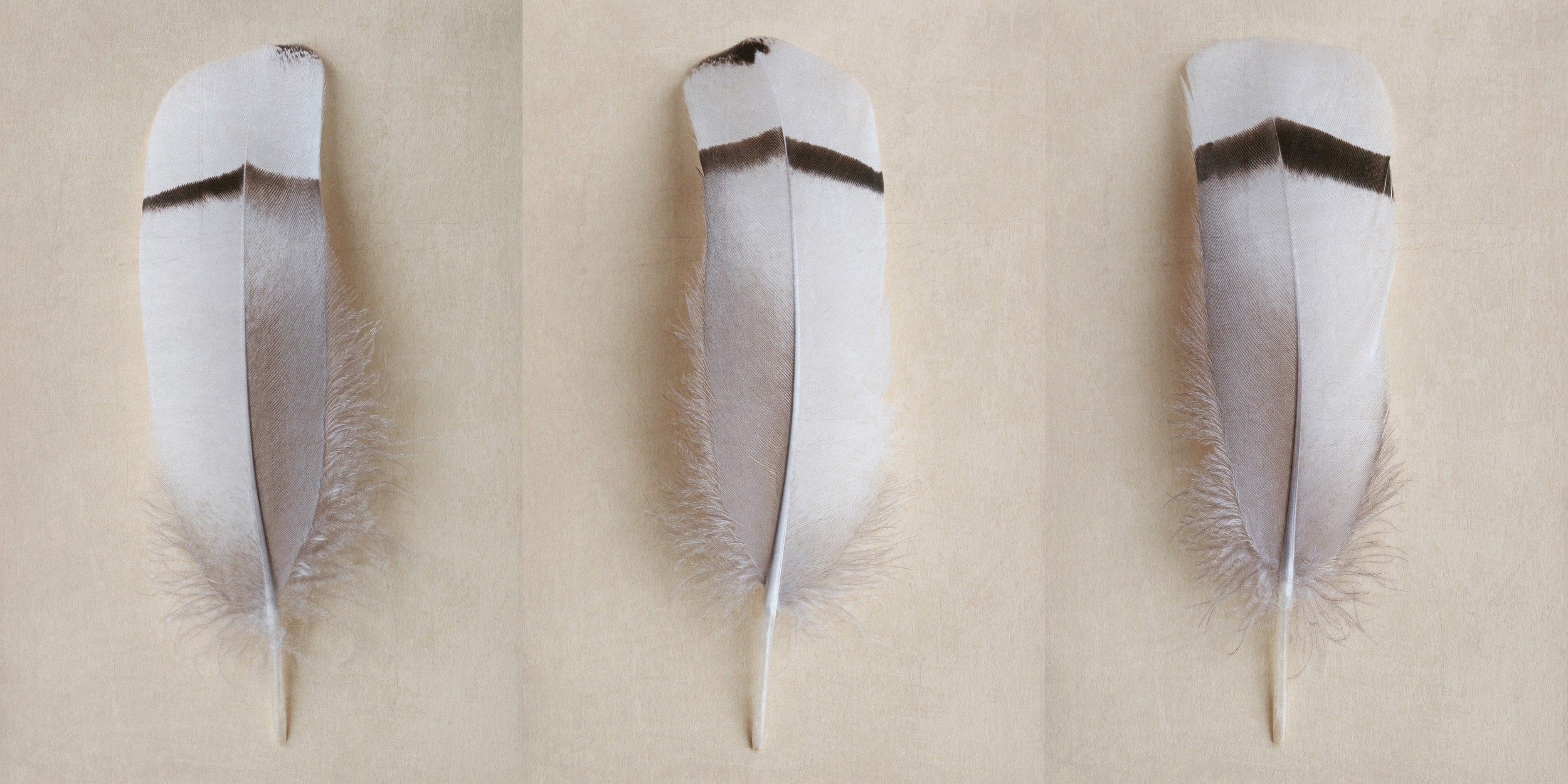 Three Delicate Feathers by Alyson Fennell — canvas wall art