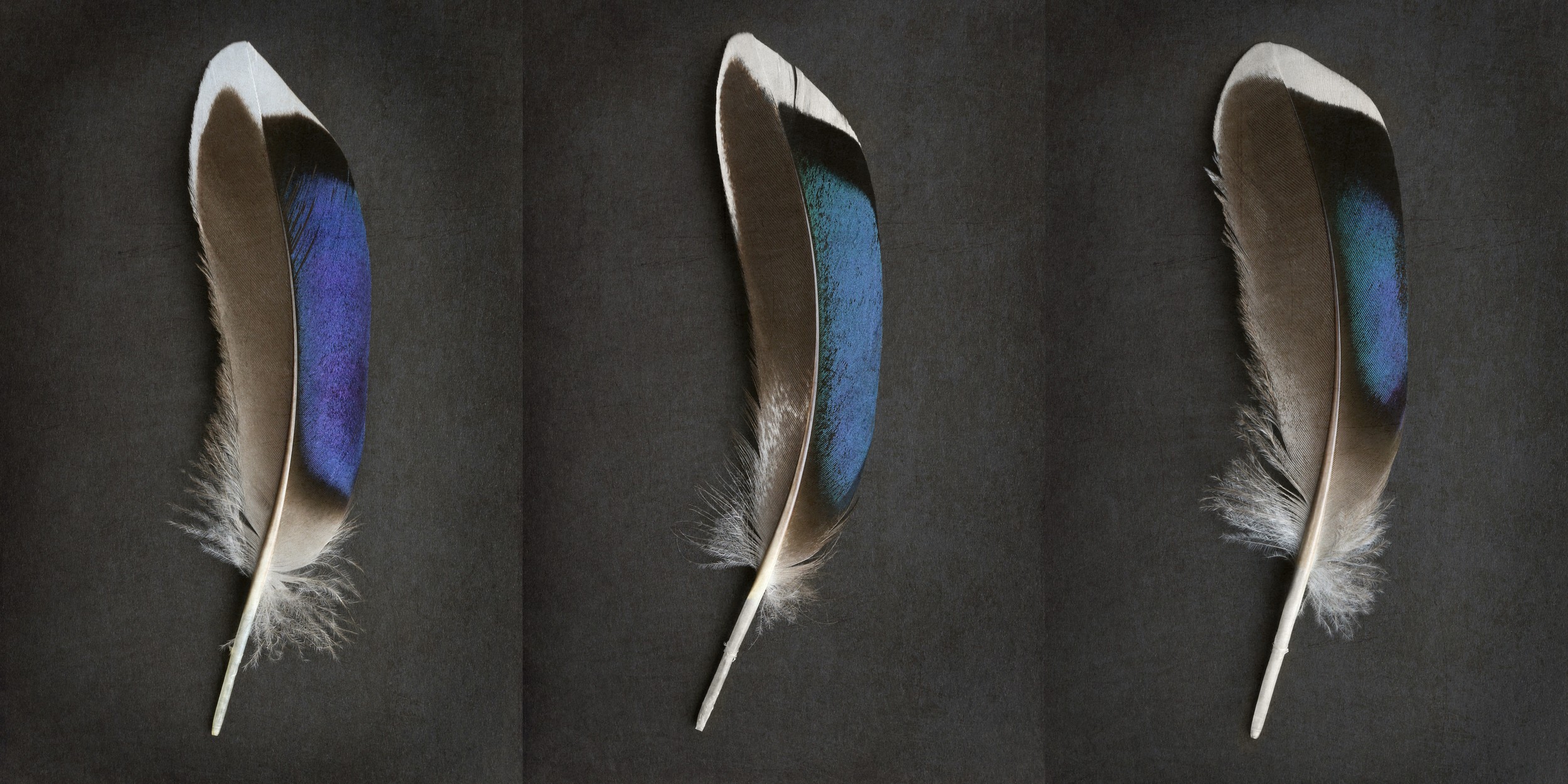 Iridescent Blue Feathers by Alyson Fennell — canvas wall art