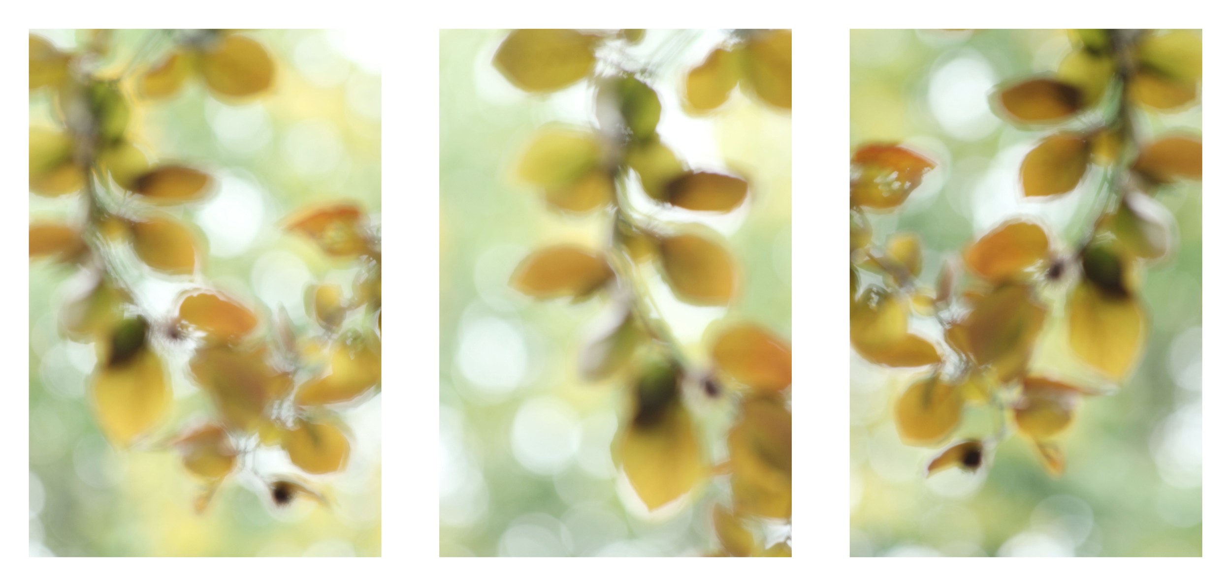 Soft Golden Foliage by Alyson Fennell — canvas wall art