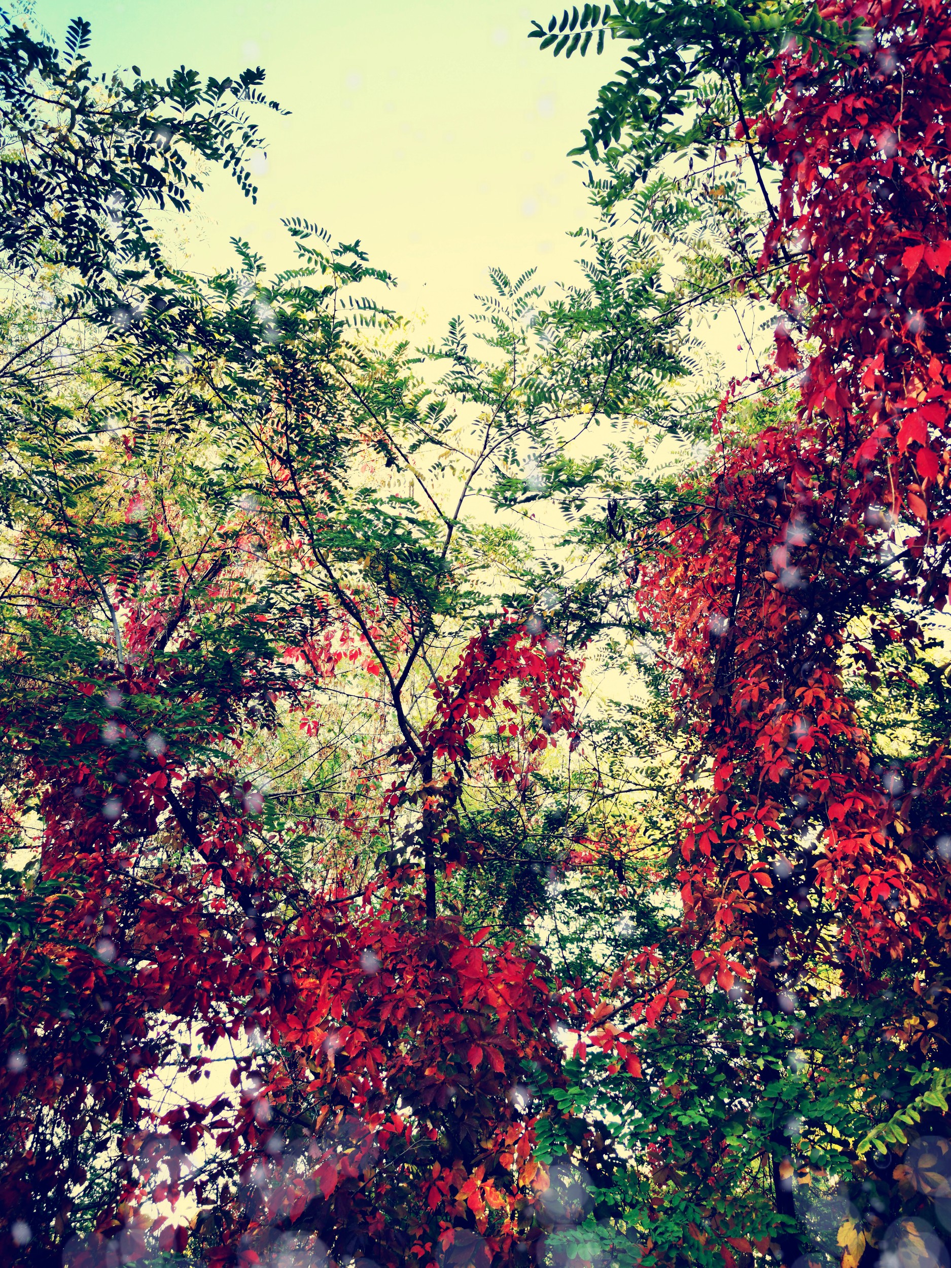 Vibrant Autumn Foliage by Angelo Cerantola — canvas wall art