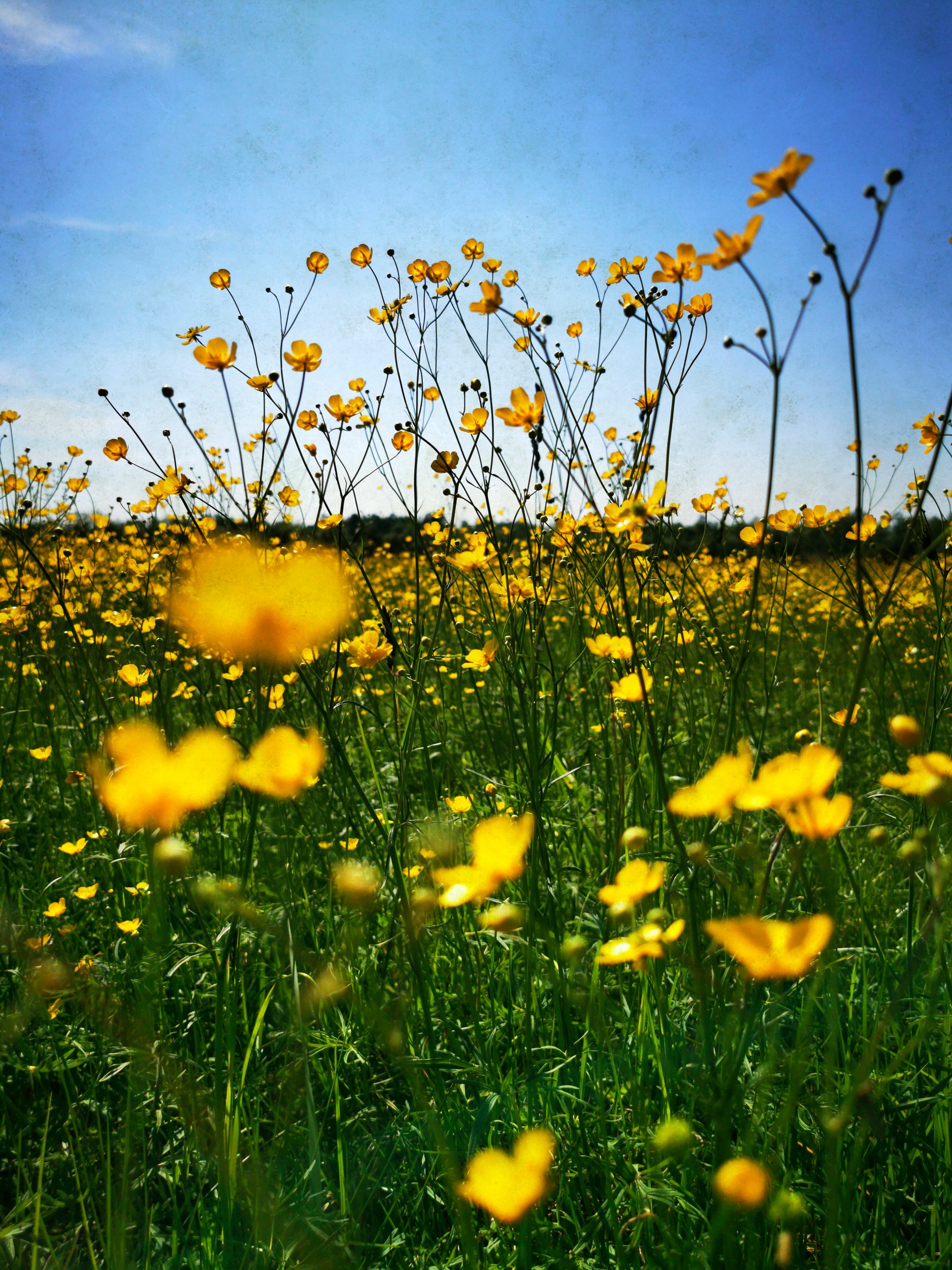 Sunny Yellow Flower Field by Angelo Cerantola — canvas wall art