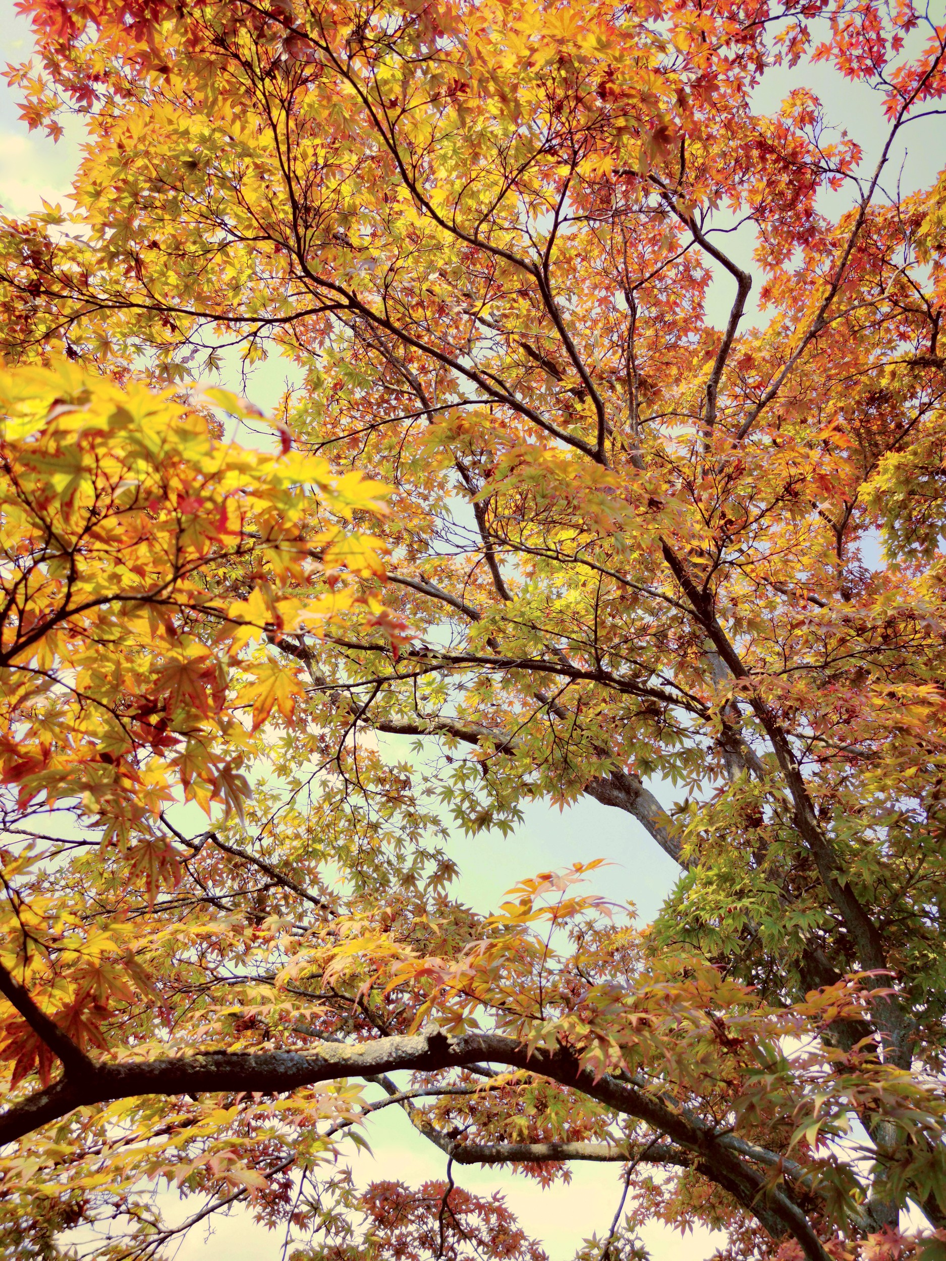 Vibrant Autumn Leaves by Angelo Cerantola — canvas wall art