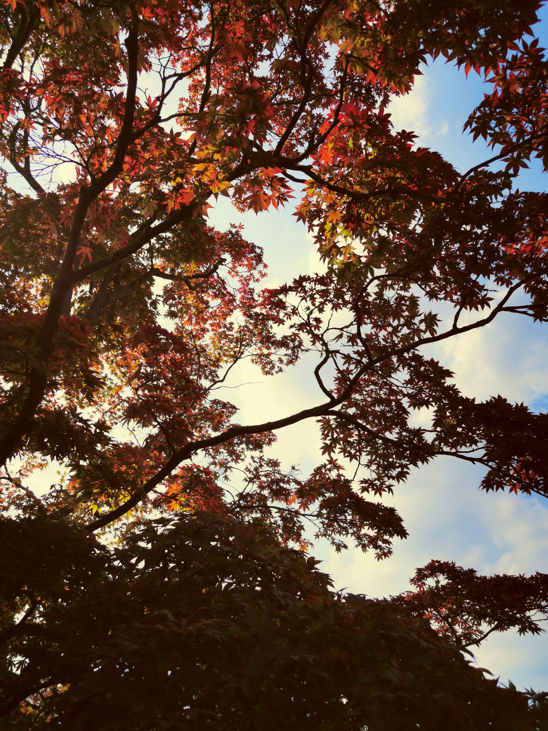 Vibrant Autumn Leaves Sky by Angelo Cerantola — canvas wall art