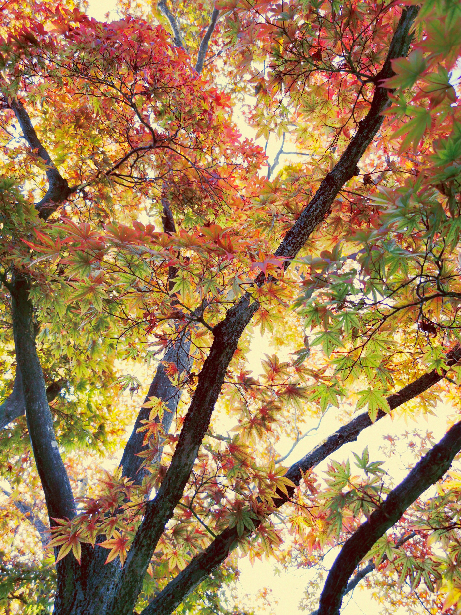 Vibrant Autumn Leaves by Angelo Cerantola — canvas wall art