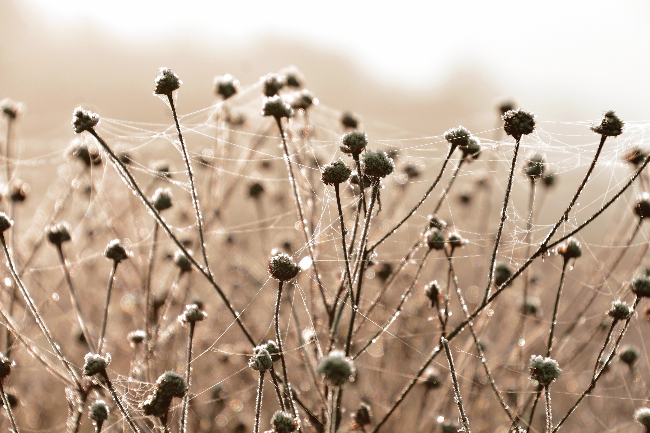 Frosty Meadow Veil by Christina Sillen — canvas wall art