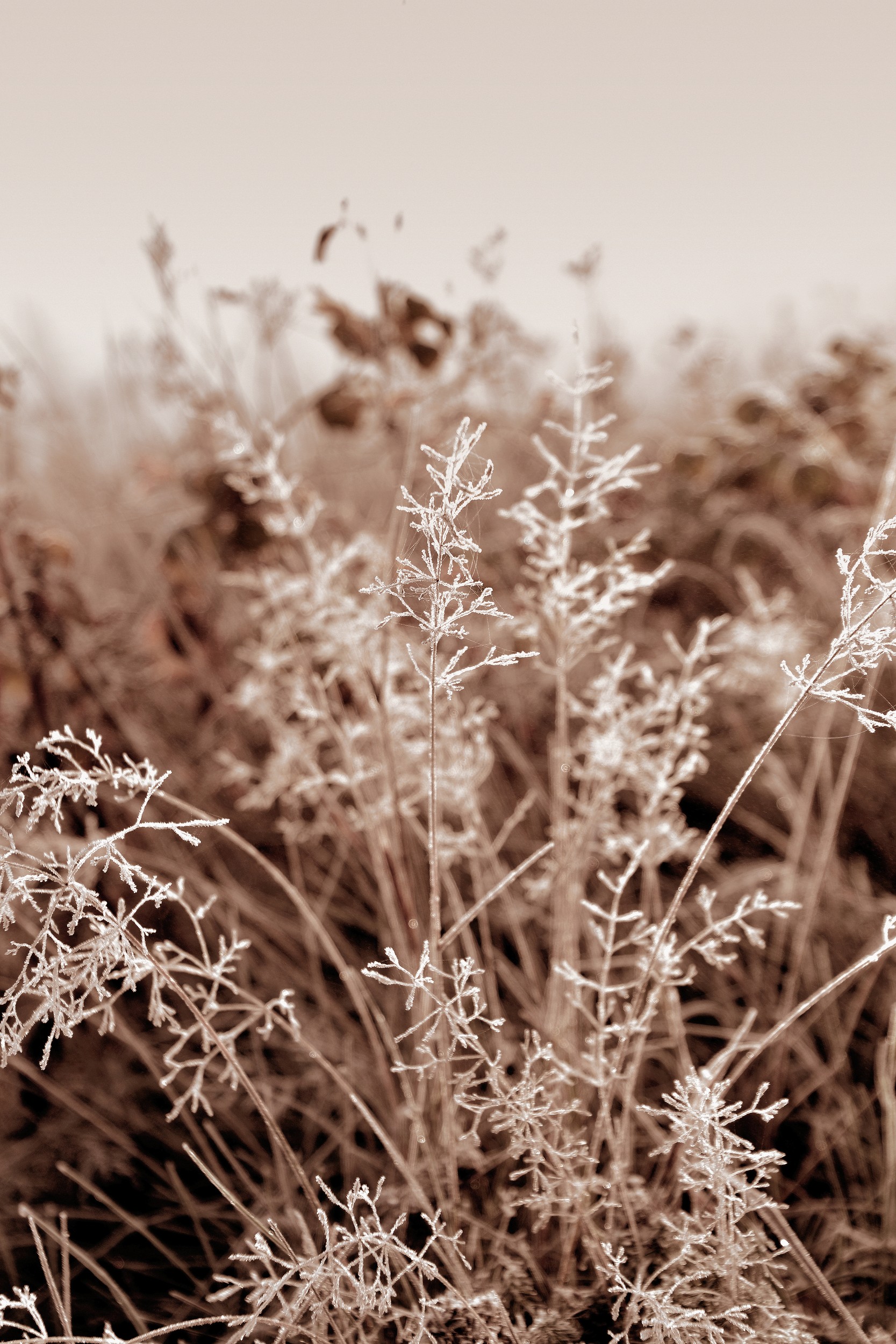 Delicate Winter Frost by Christina Sillen — canvas wall art