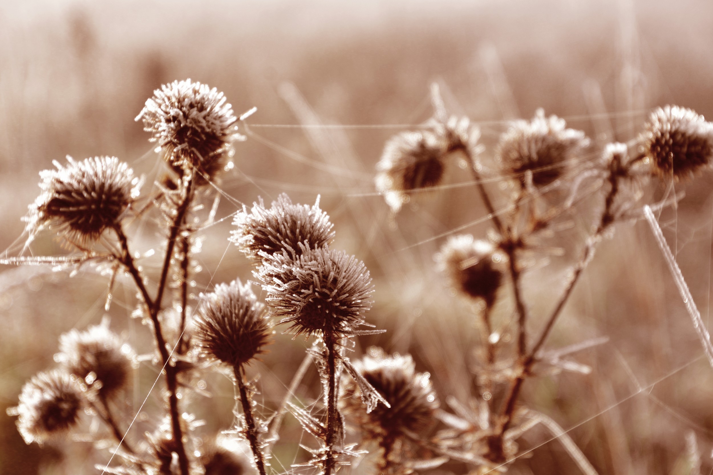 Frosted Thistles Morning by Christina Sillen — canvas wall art