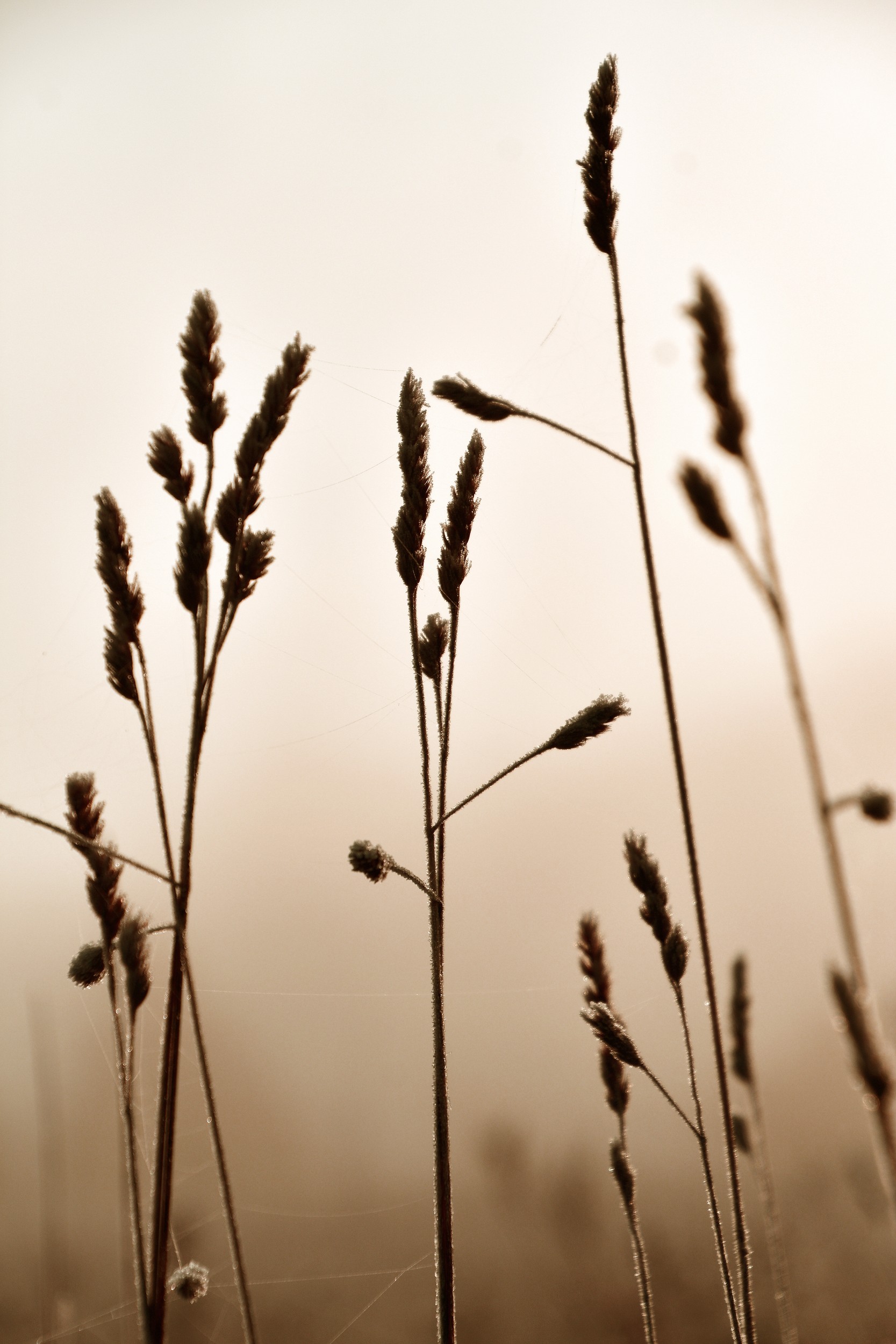 Misty Morning Grass by Christina Sillen — canvas wall art