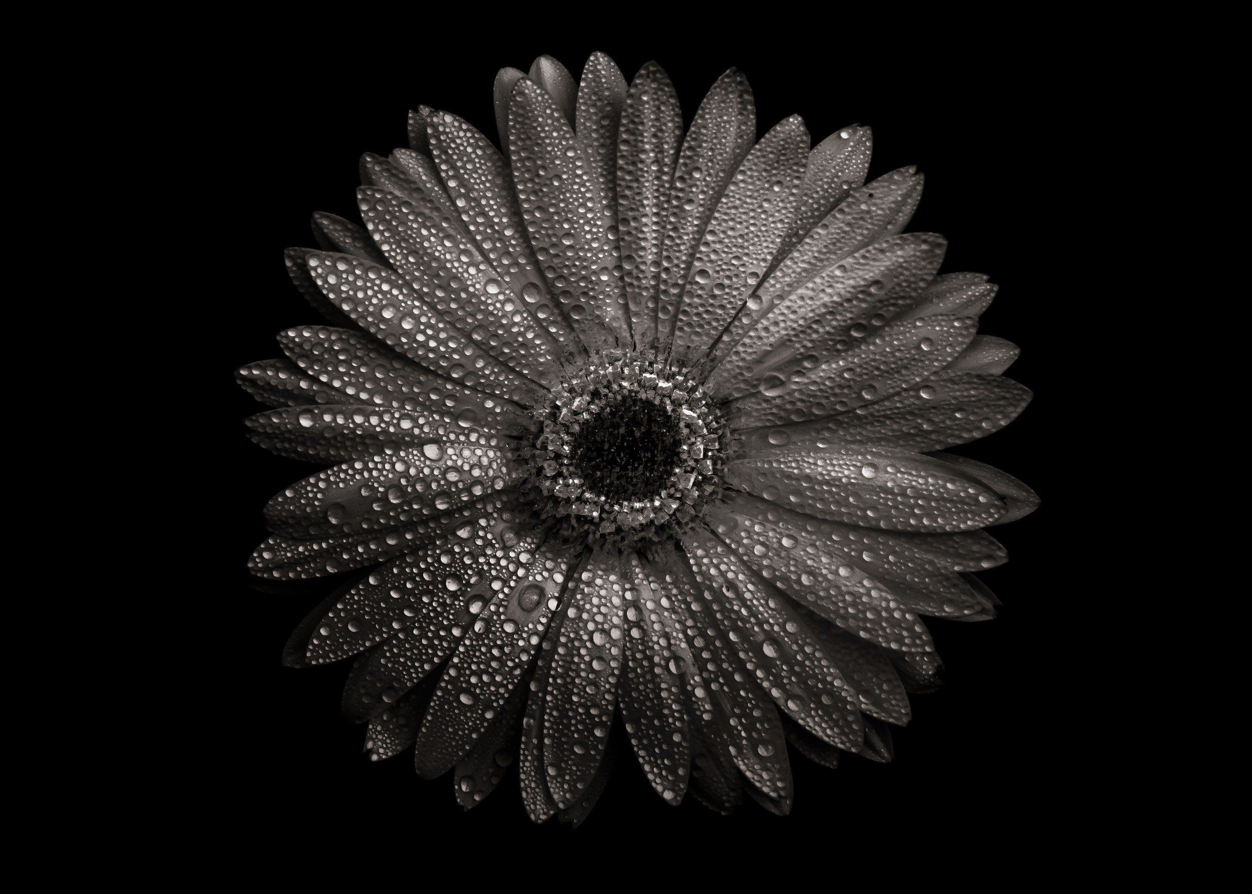 Monochrome Gerbera Dew Drops by The Learning Curve Photography — canvas wall art
