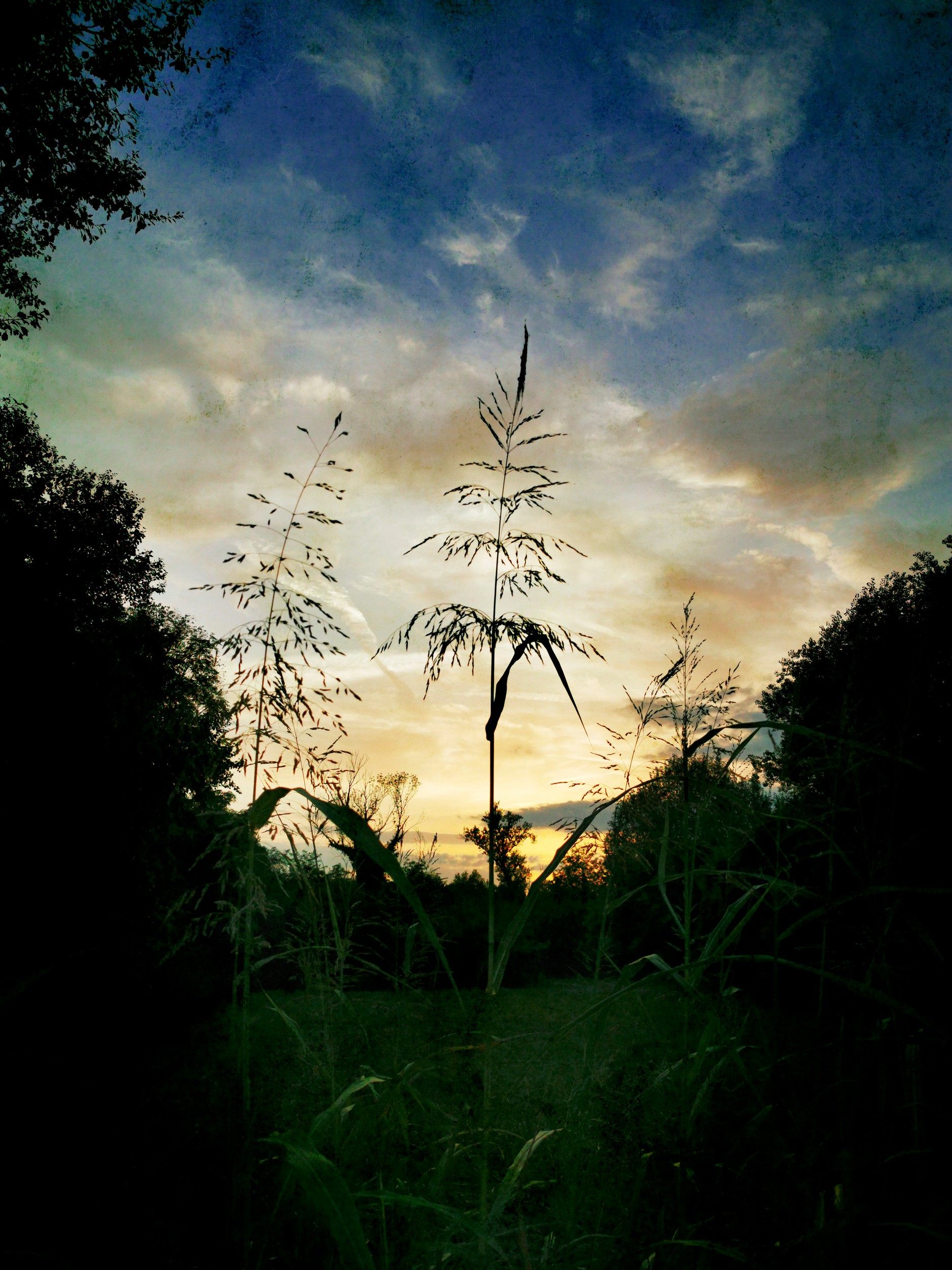 Sunset Over Tall Grass by Angelo Cerantola — canvas wall art