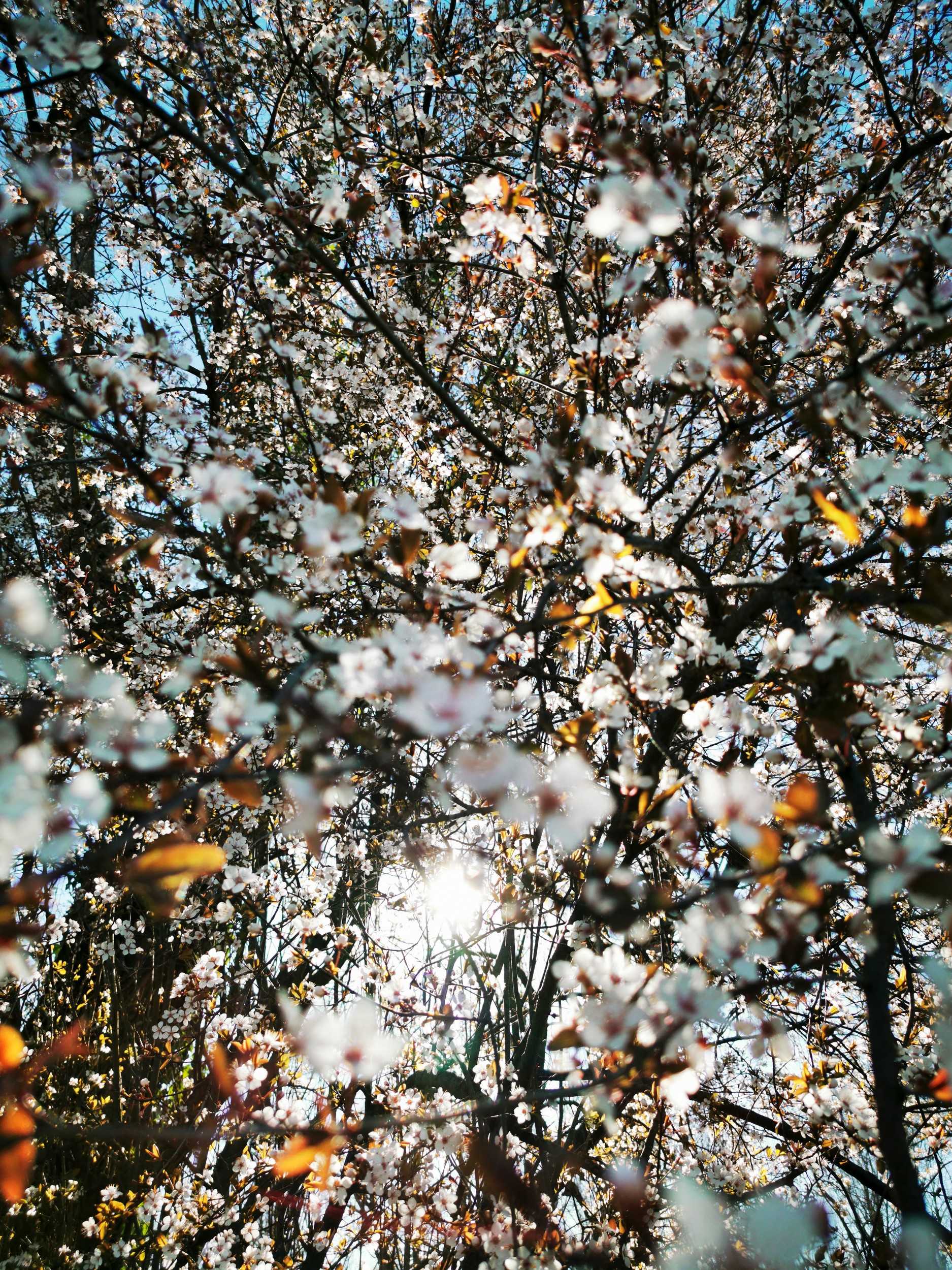 Sunlit Spring Blossoms by Angelo Cerantola — canvas wall art