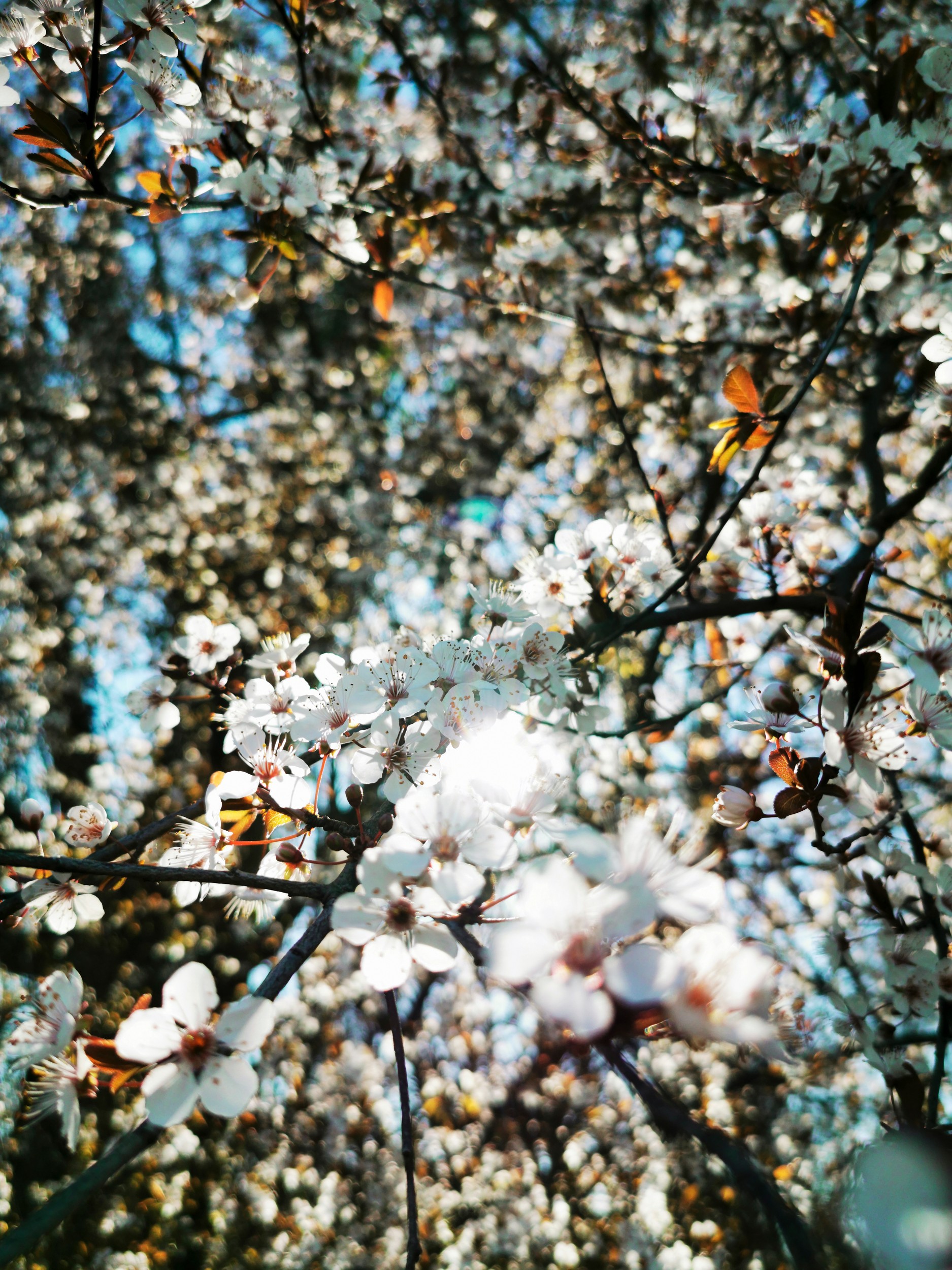 Bright Spring Blossoms by Angelo Cerantola — canvas wall art