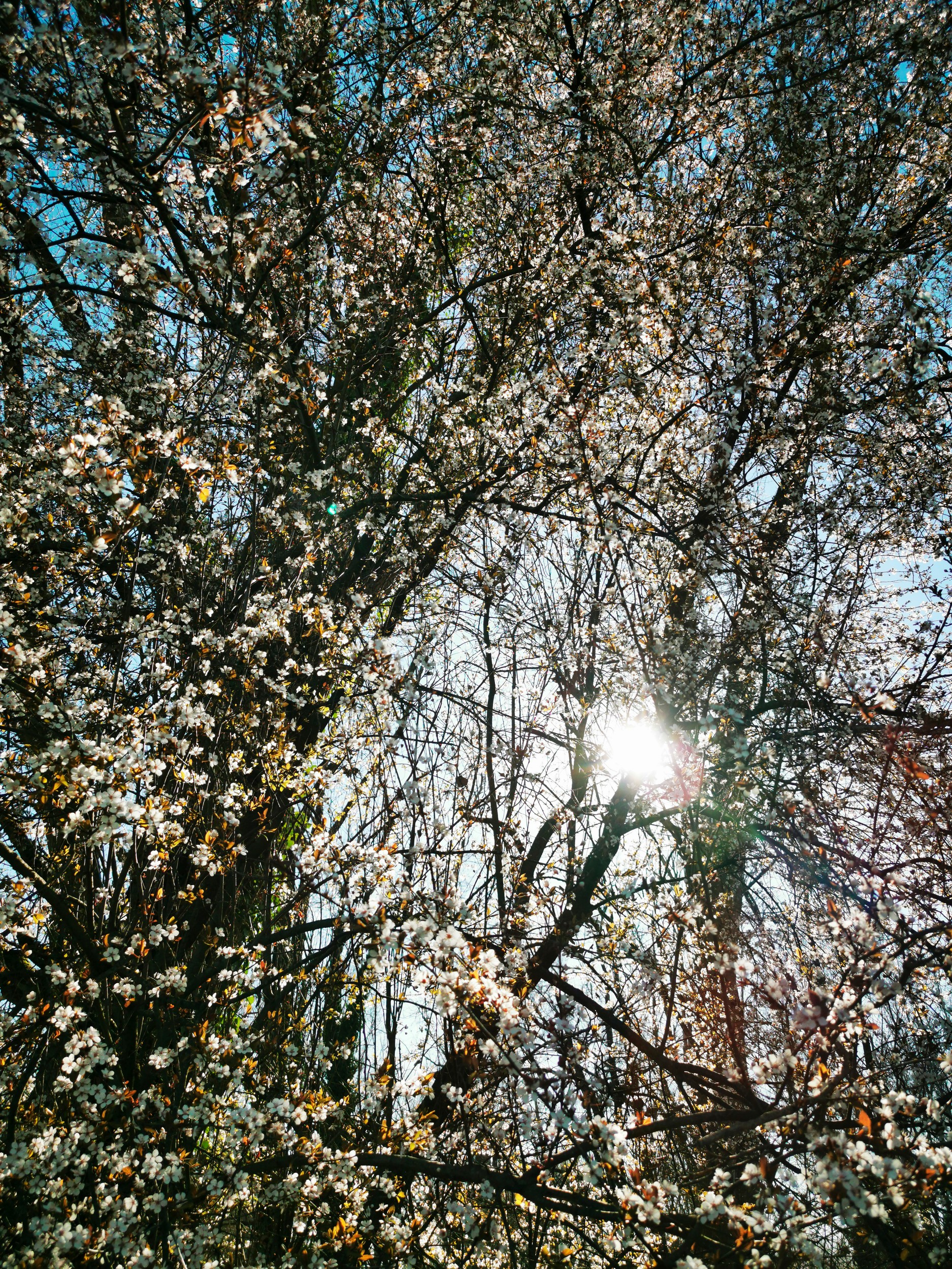 Sunny Spring Blossoms by Angelo Cerantola — canvas wall art