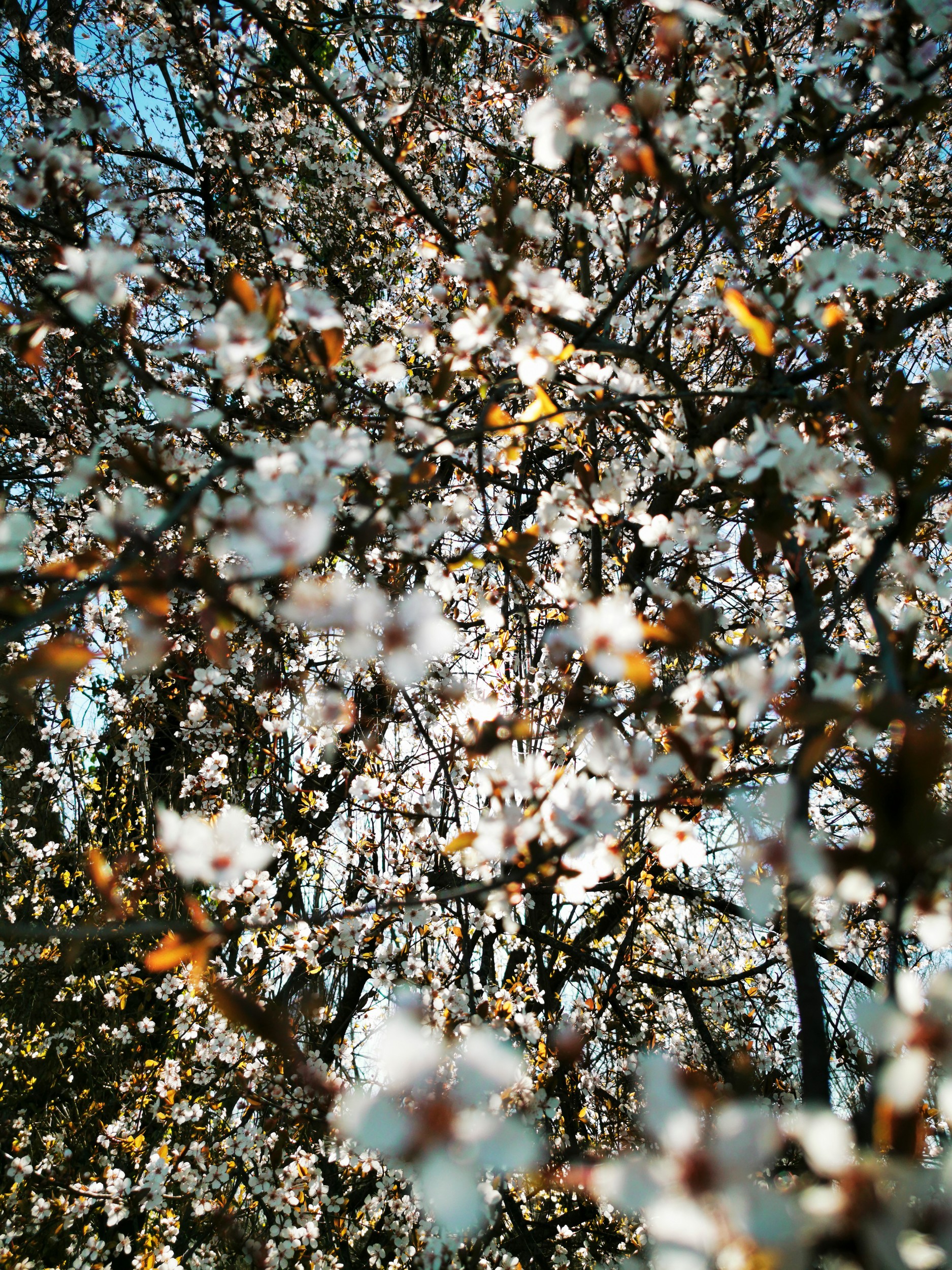 Spring White Blossoms by Angelo Cerantola — canvas wall art