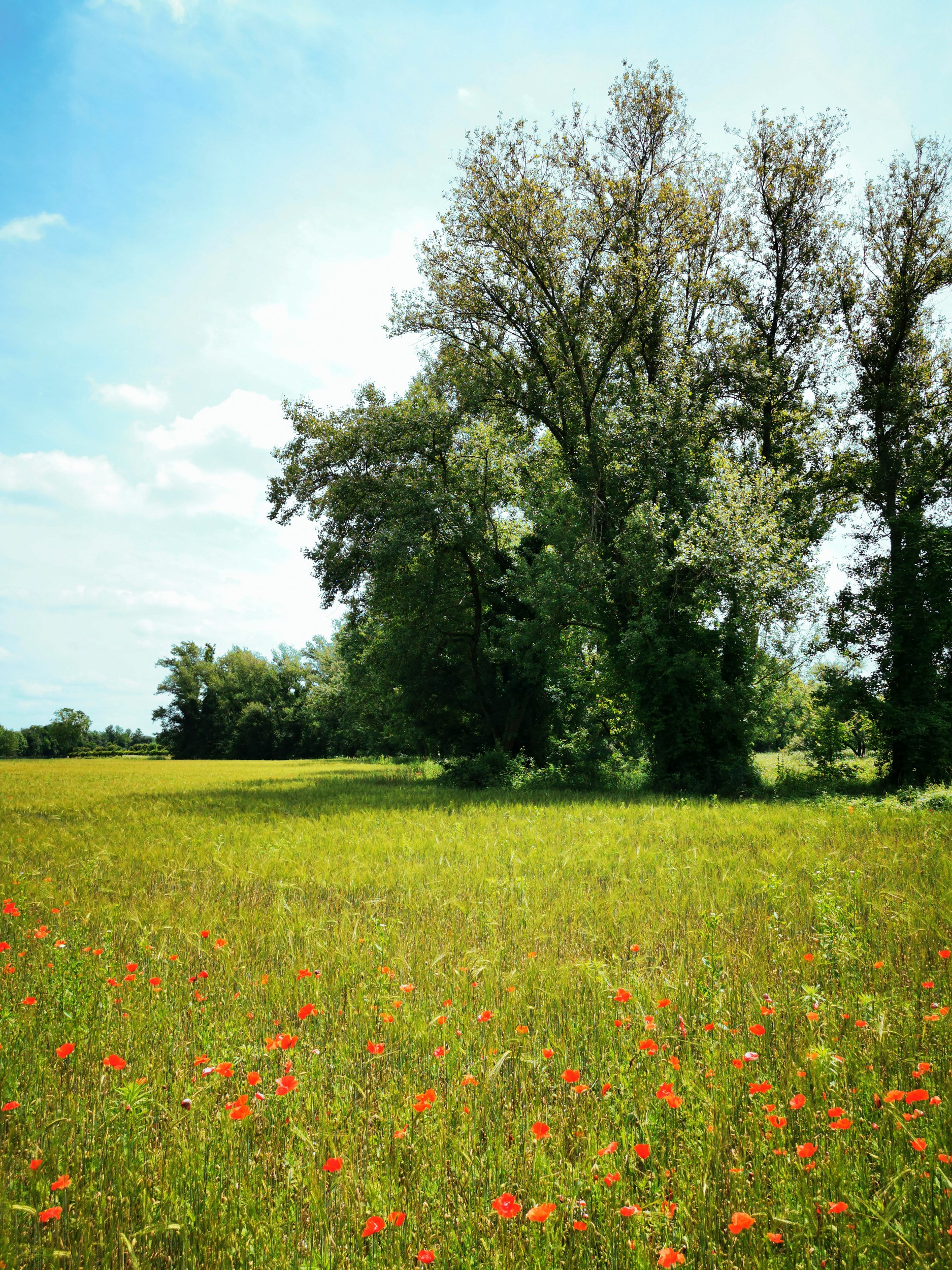 Vibrant Poppy Field by Angelo Cerantola — canvas wall art
