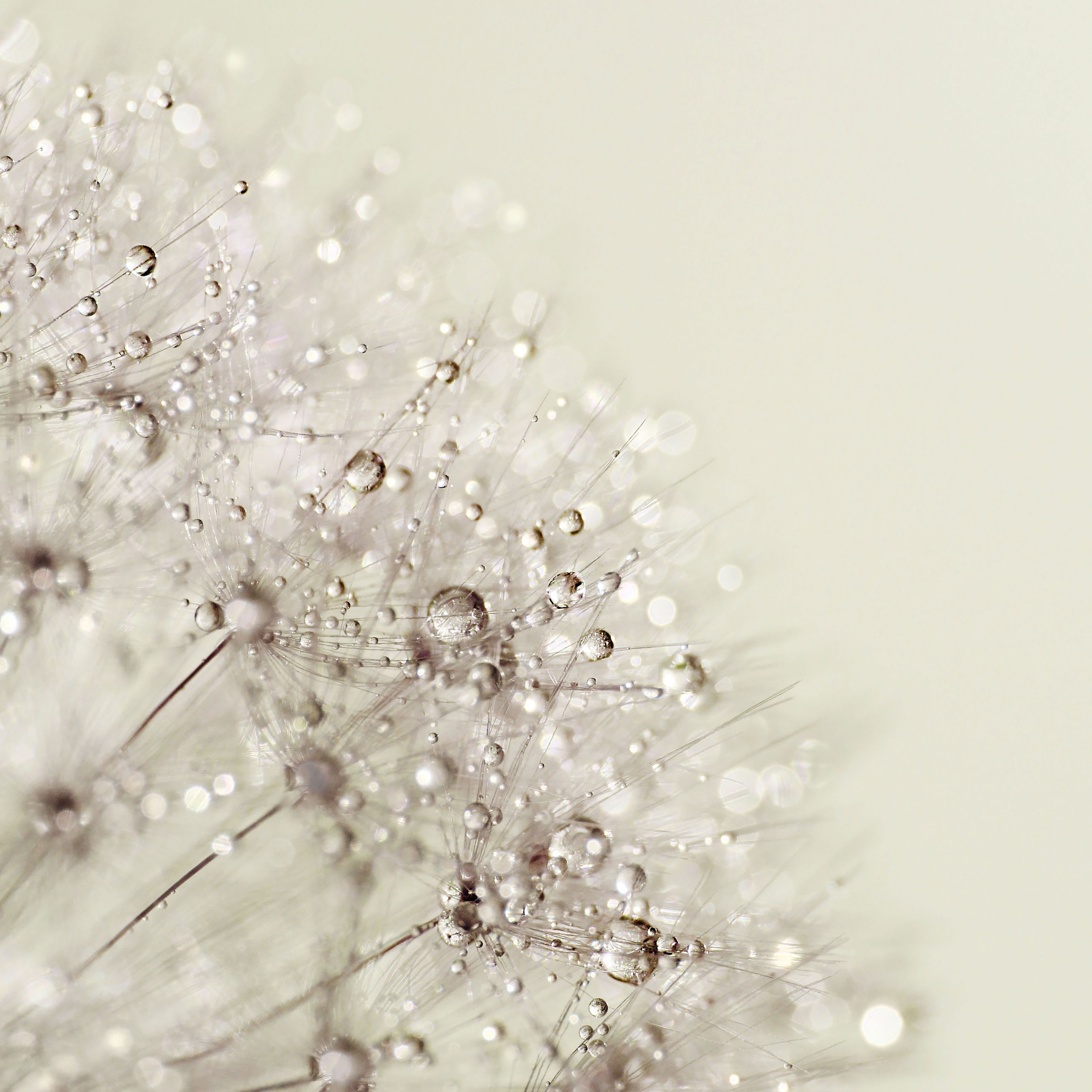 Dandelion Dew Drops by Alyson Fennell — canvas wall art