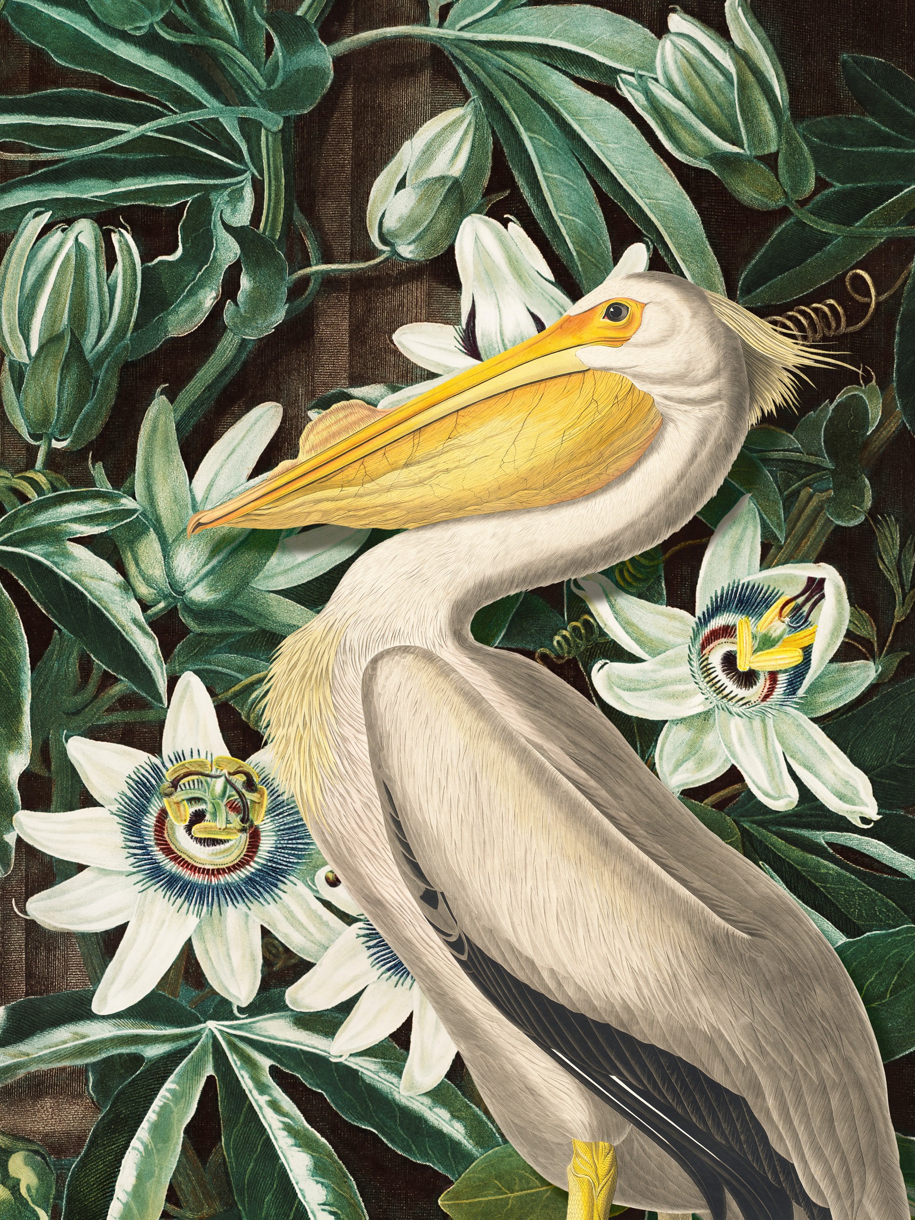 White Pelican Passion Flowers by Marja van den Hurk — canvas wall art