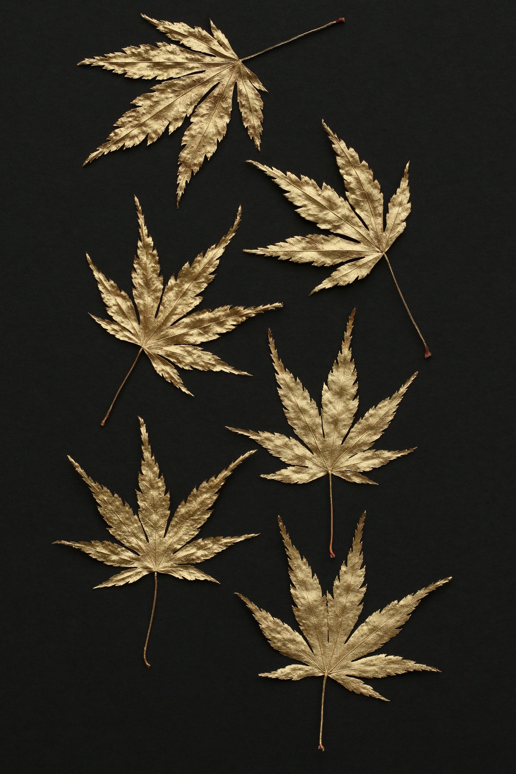 Golden Maple Leaves by Alyson Fennell — canvas wall art