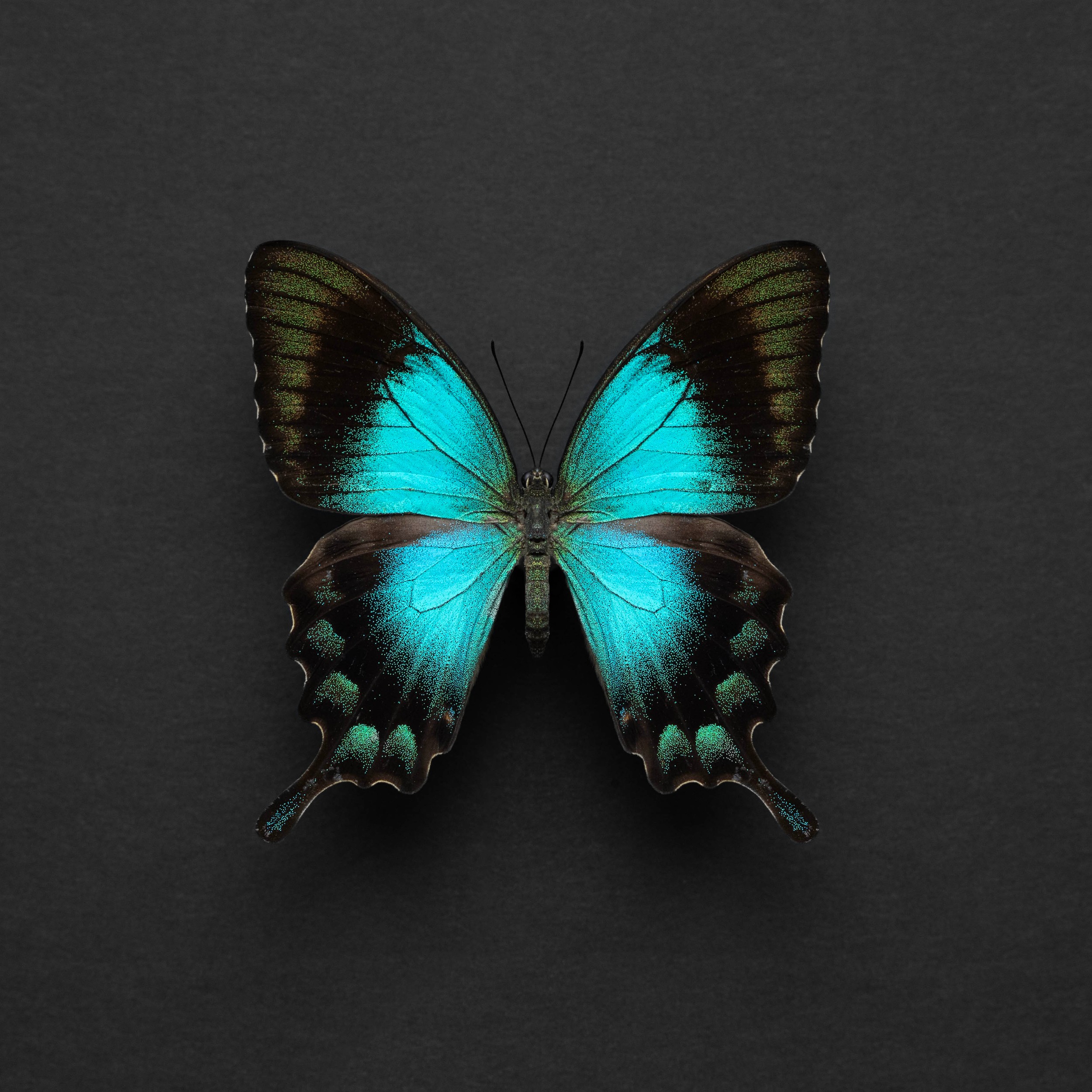 Vibrant Blue Butterfly by Alyson Fennell — canvas wall art