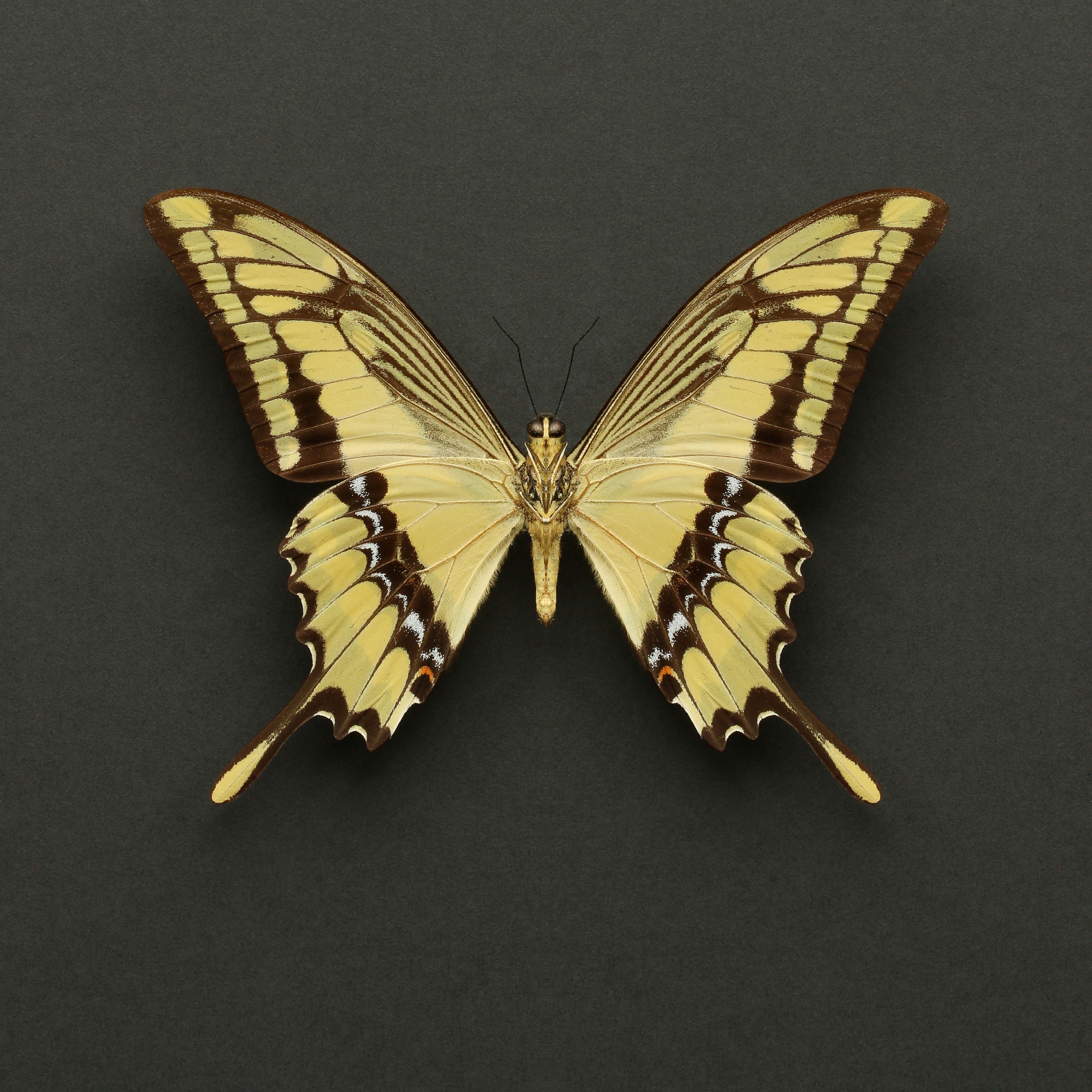 Vibrant Yellow Butterfly by Alyson Fennell — canvas wall art