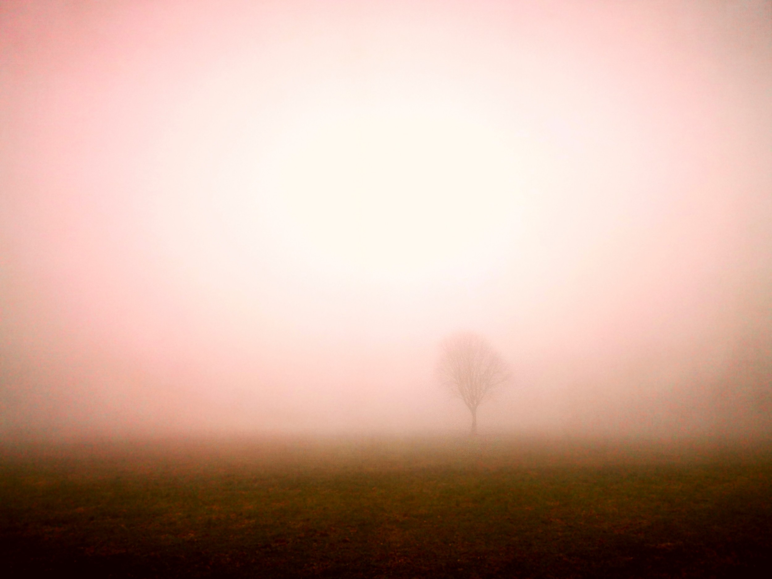 Misty Morning Tree by Angelo Cerantola — canvas wall art