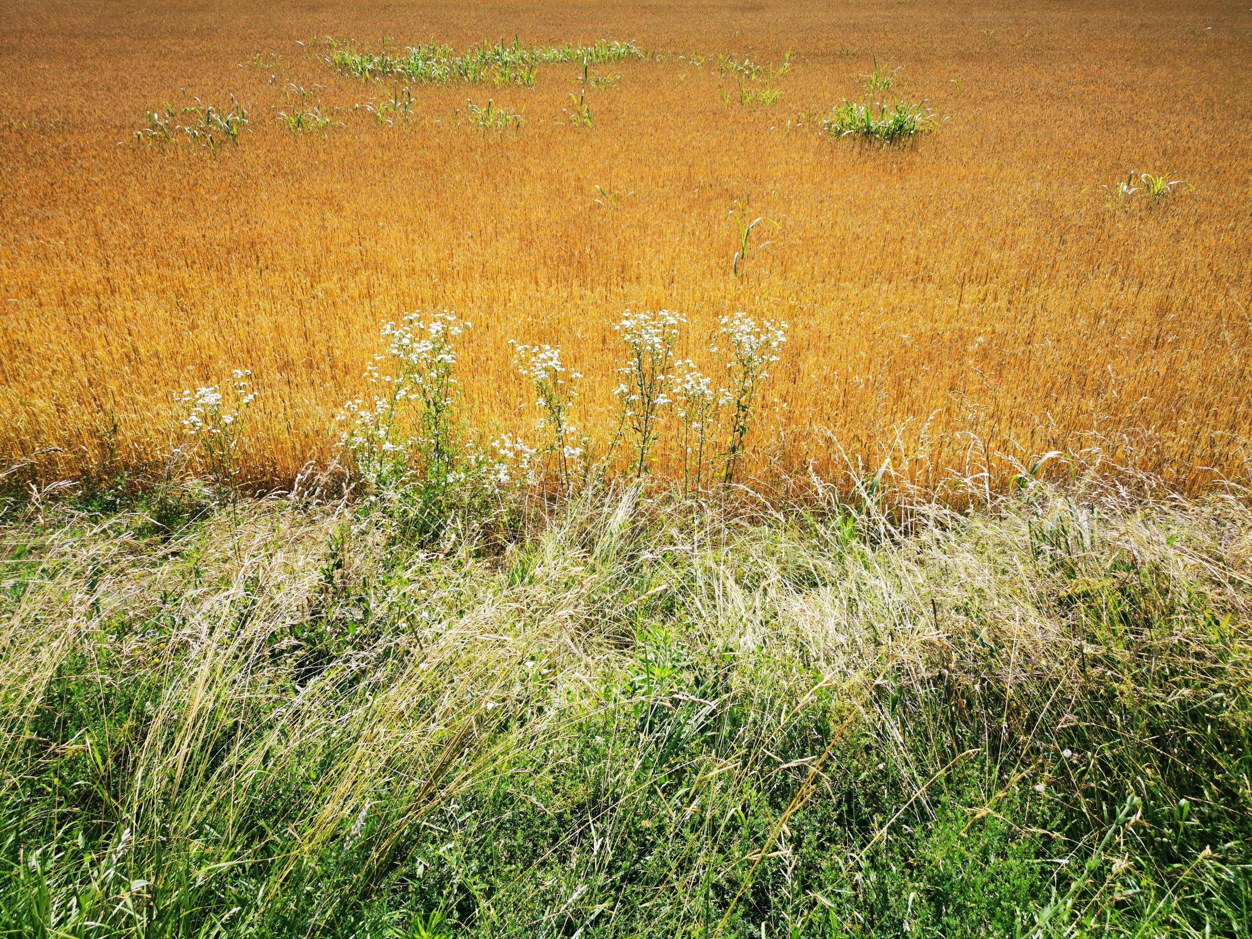 Golden Summer Field by Angelo Cerantola — canvas wall art