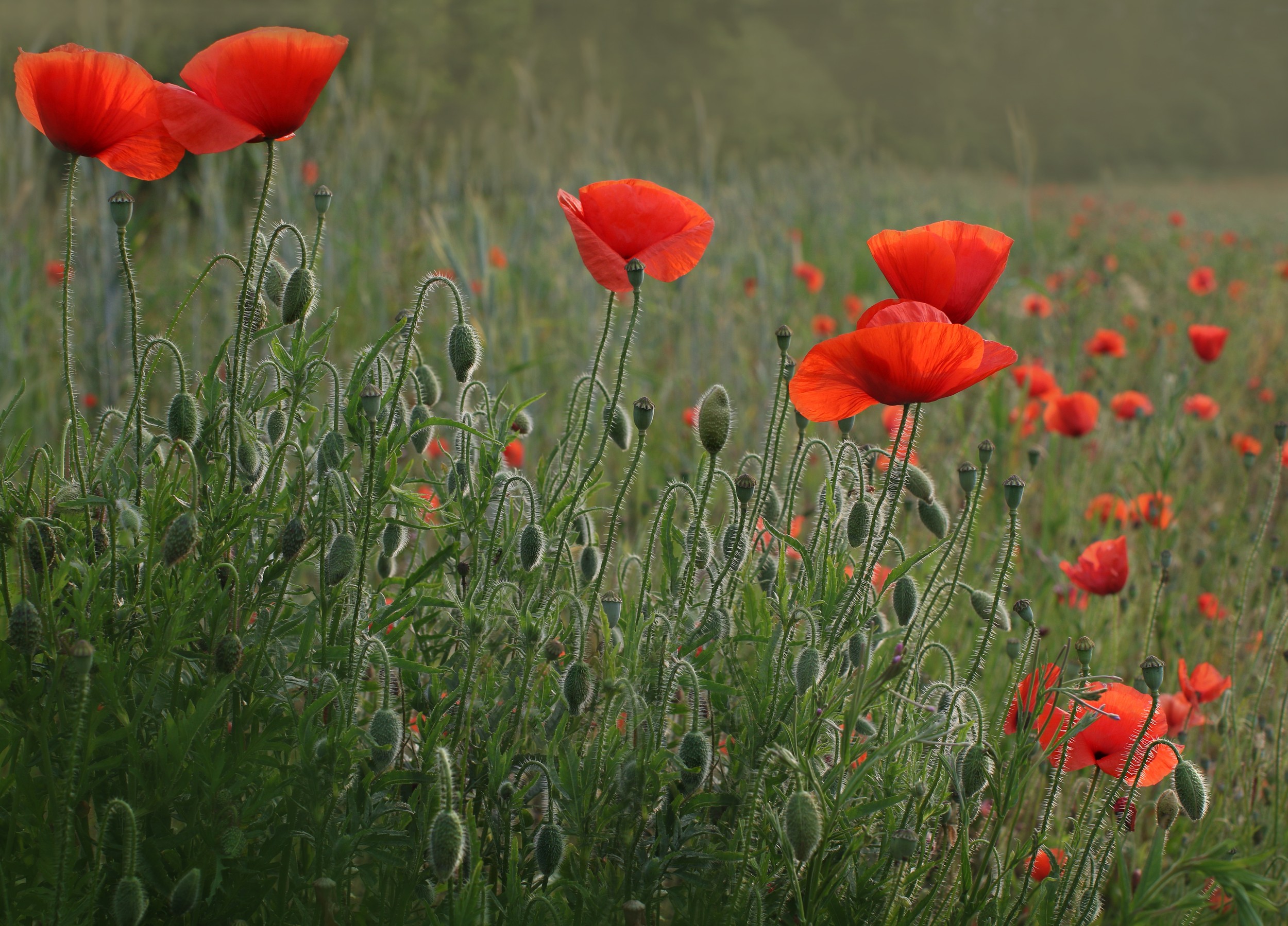 Vibrant Poppy Field by Alyson Fennell — canvas wall art
