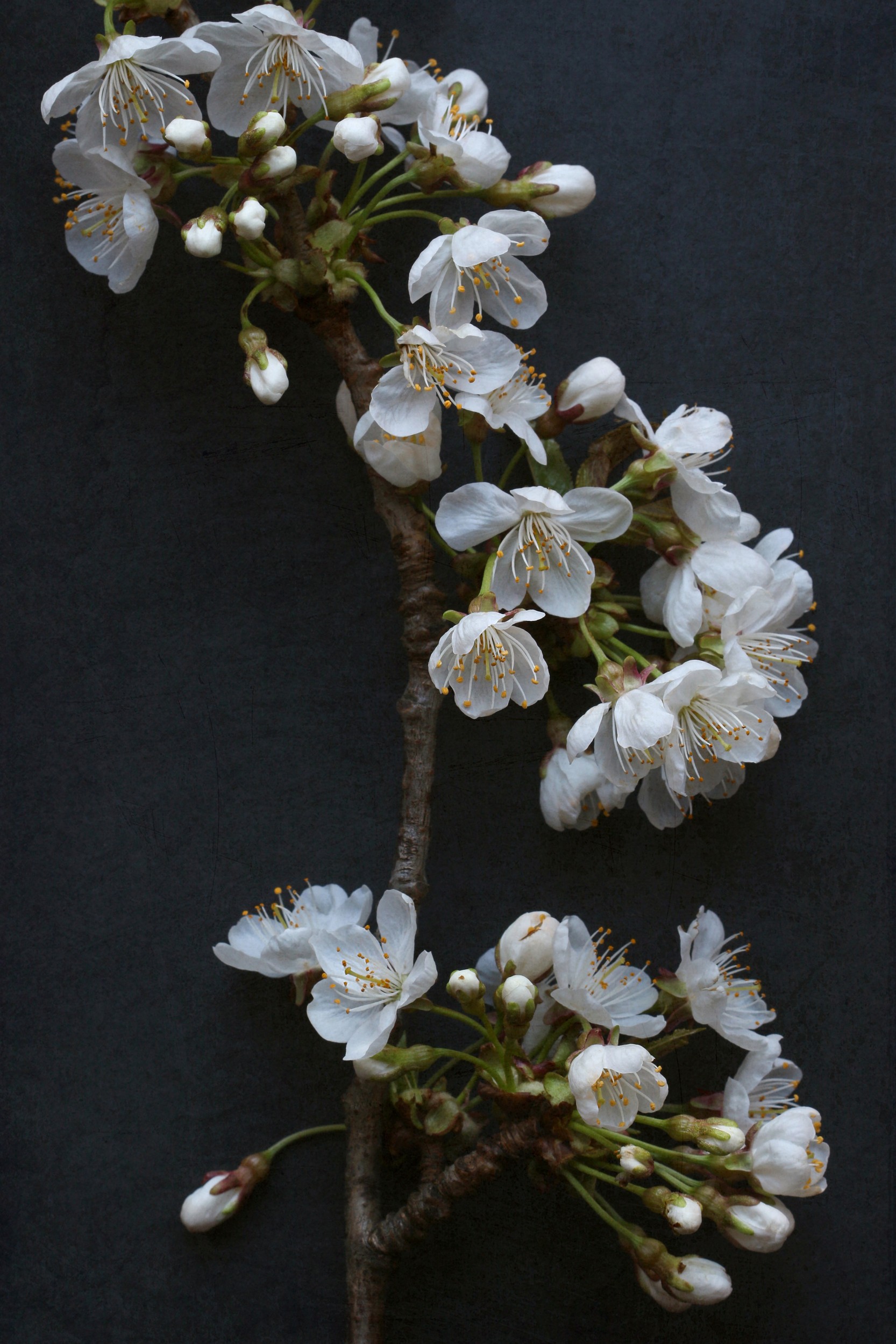 Delicate Cherry Blossoms by Alyson Fennell — canvas wall art