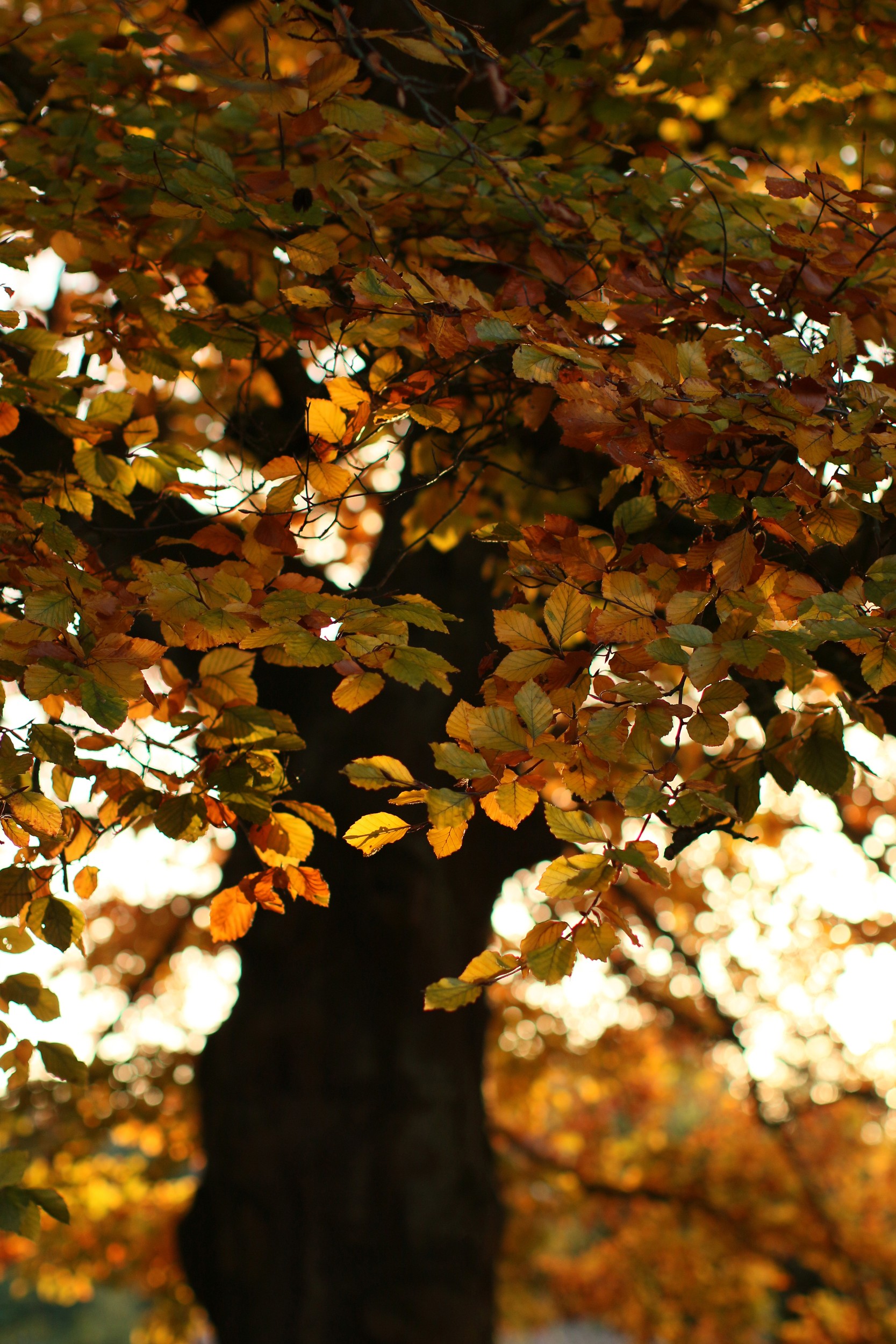Golden Autumn Leaves by Alyson Fennell — canvas wall art