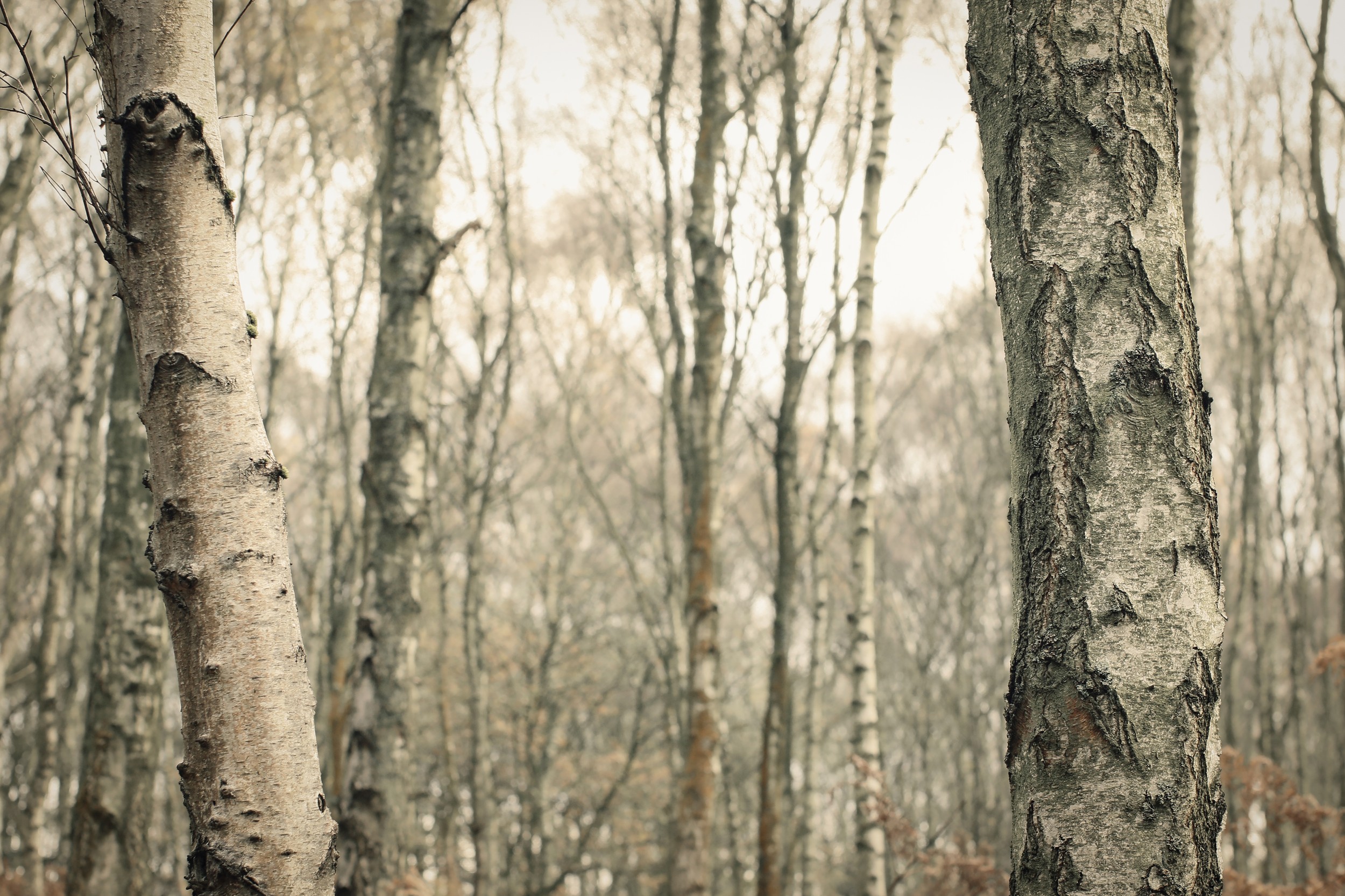 Bare Birch Trees by Alyson Fennell — canvas wall art