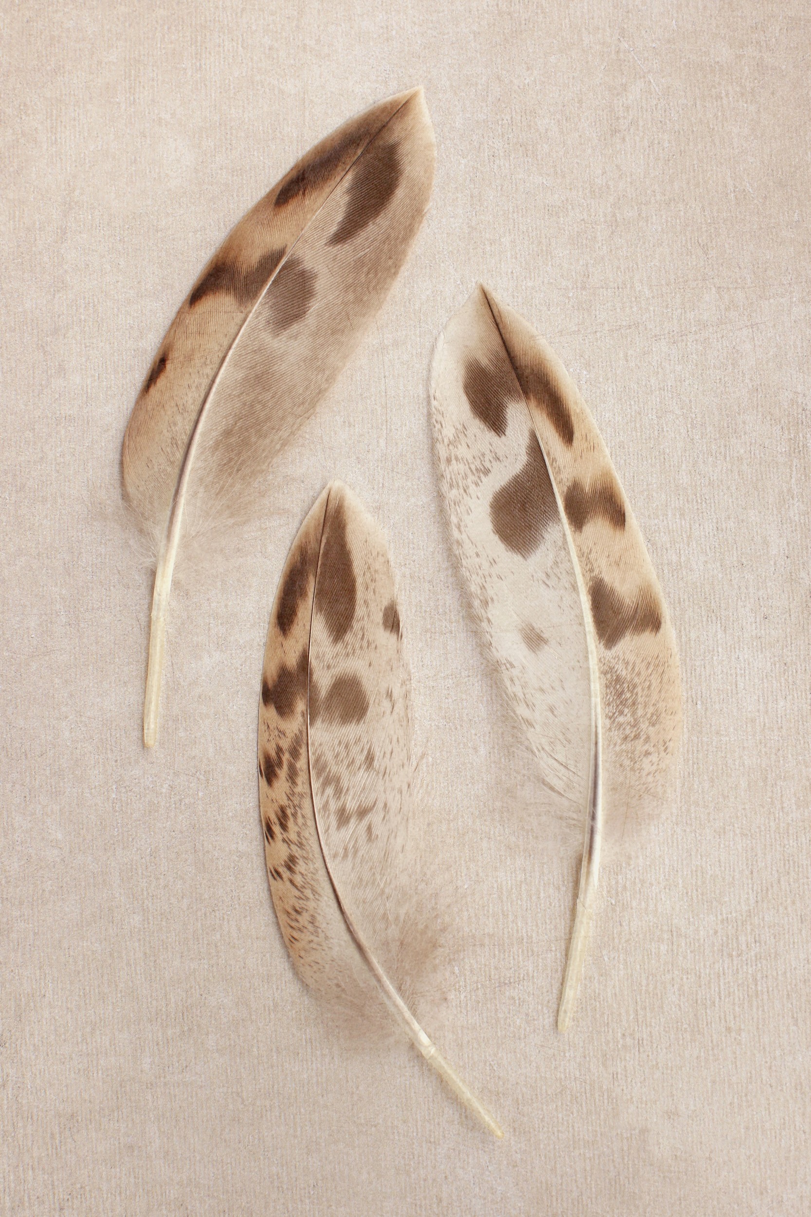 Spotted Bird Feathers by Alyson Fennell — canvas wall art
