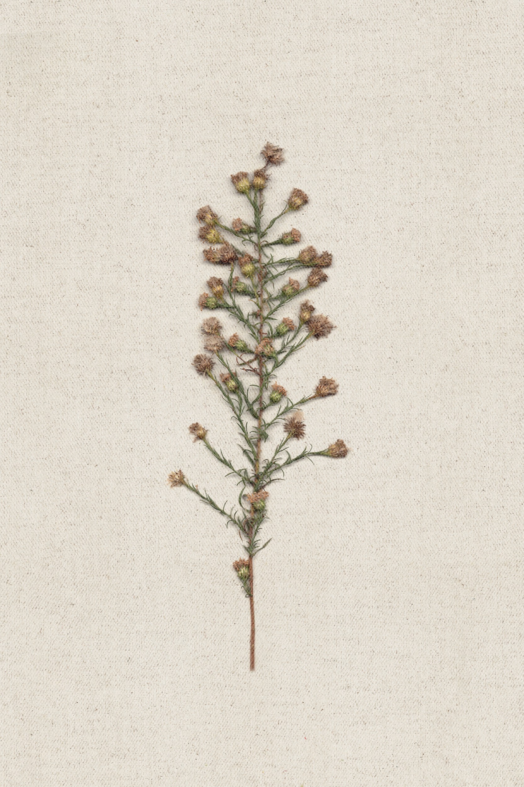 Dried Botanical Specimen by Stephanie Klatt — canvas wall art