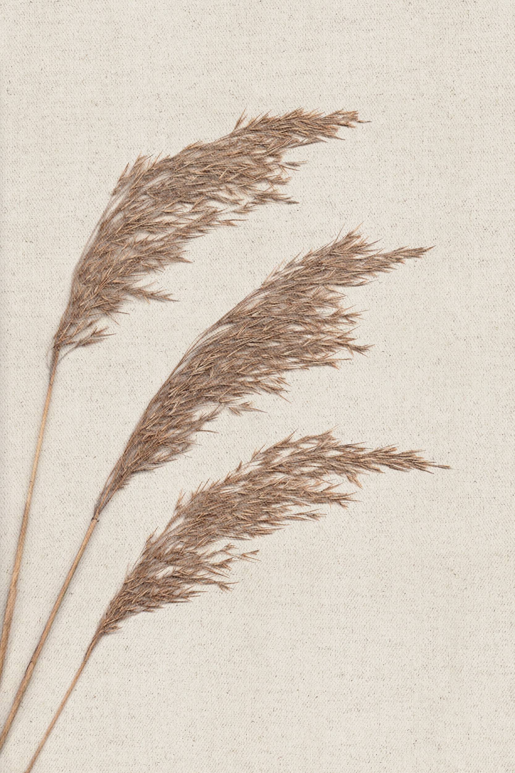Dried Pampas Grass by Stephanie Klatt — canvas wall art