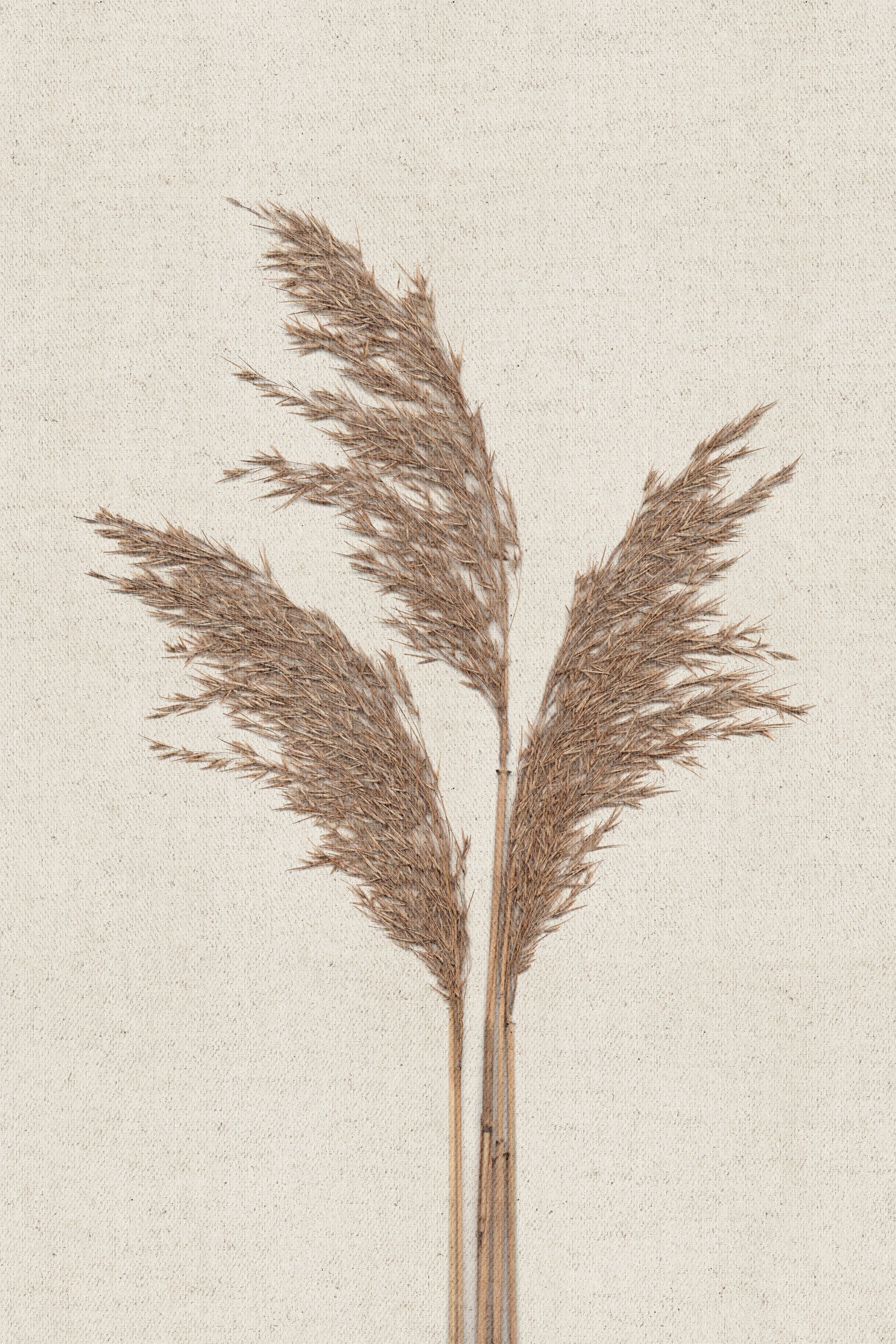 Dried Pampas Grass Stems by Stephanie Klatt — canvas wall art
