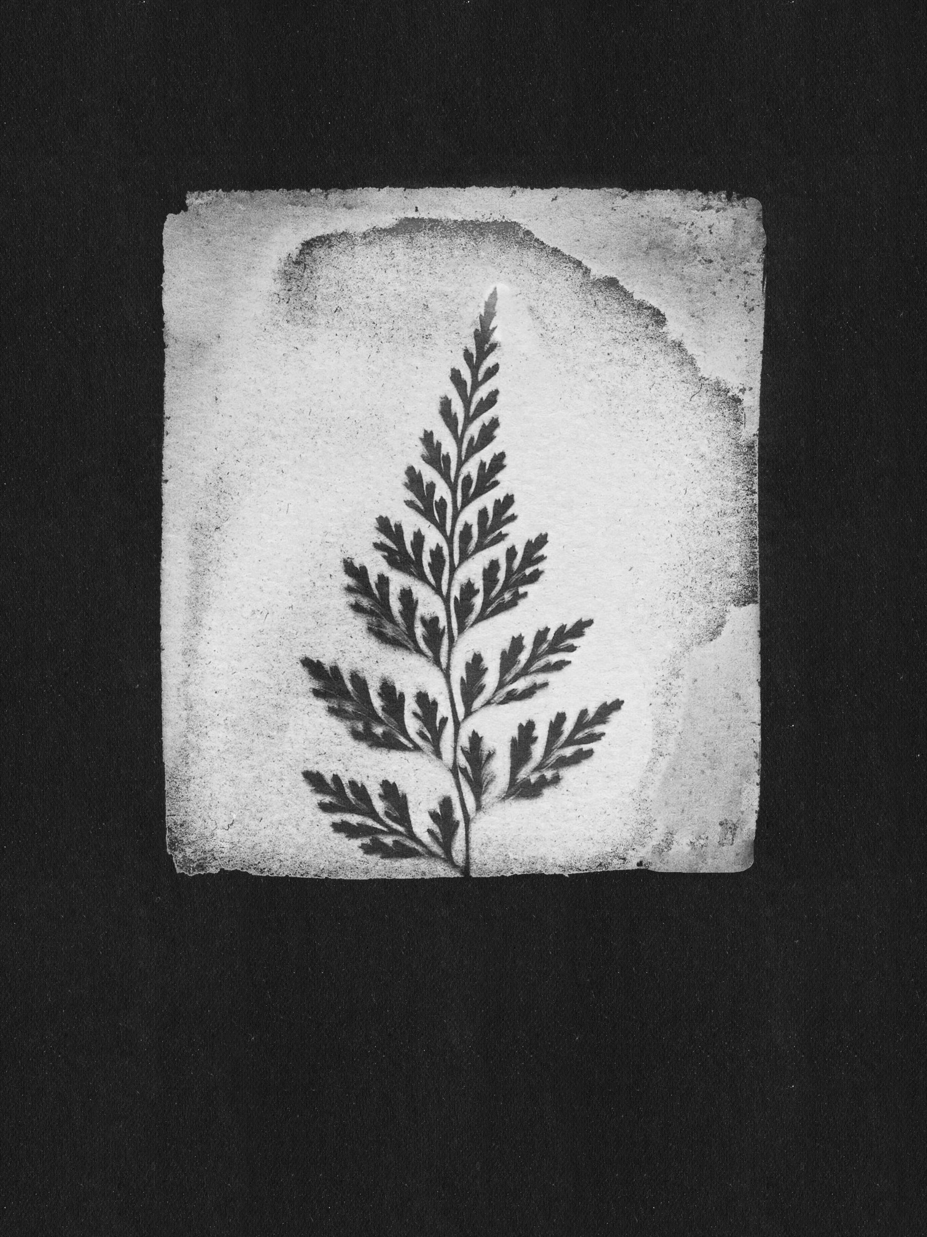 Monochrome Fern Print by Stephanie Klatt — canvas wall art