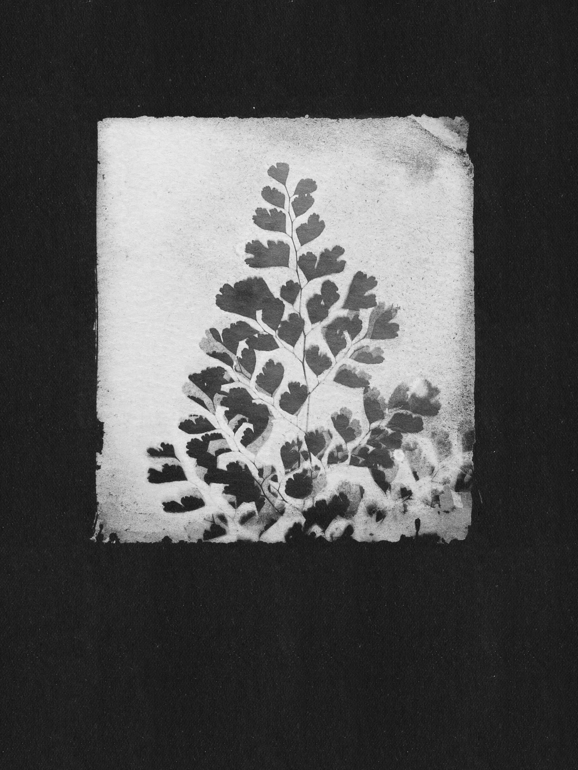 Delicate Fern Silhouette by Stephanie Klatt — canvas wall art