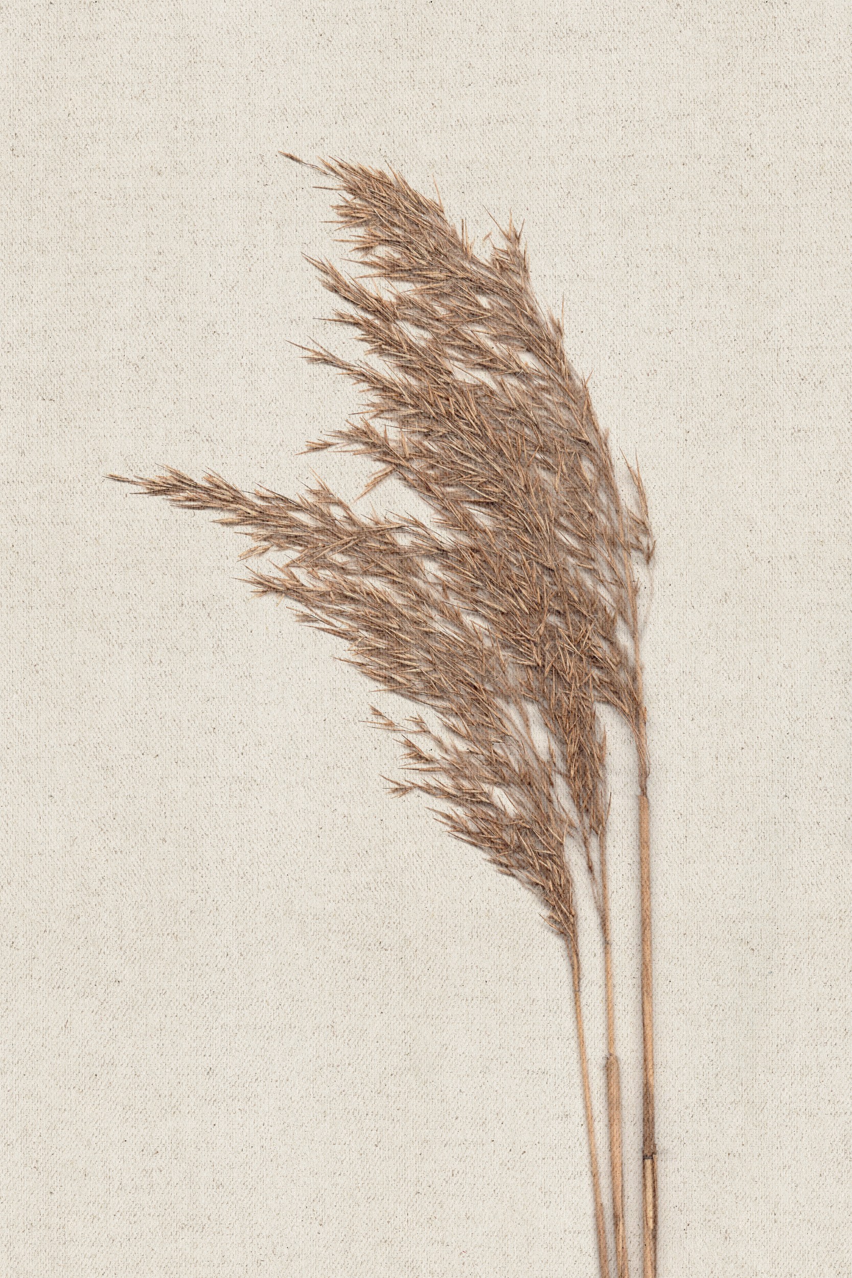Earthy Dried Grass by Stephanie Klatt — canvas wall art