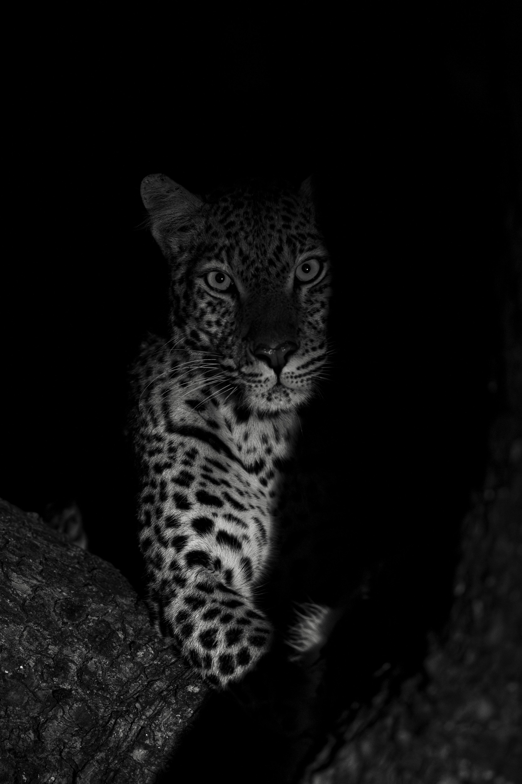 Nocturnal Leopard Gaze by Helgardt Pretorius — canvas wall art