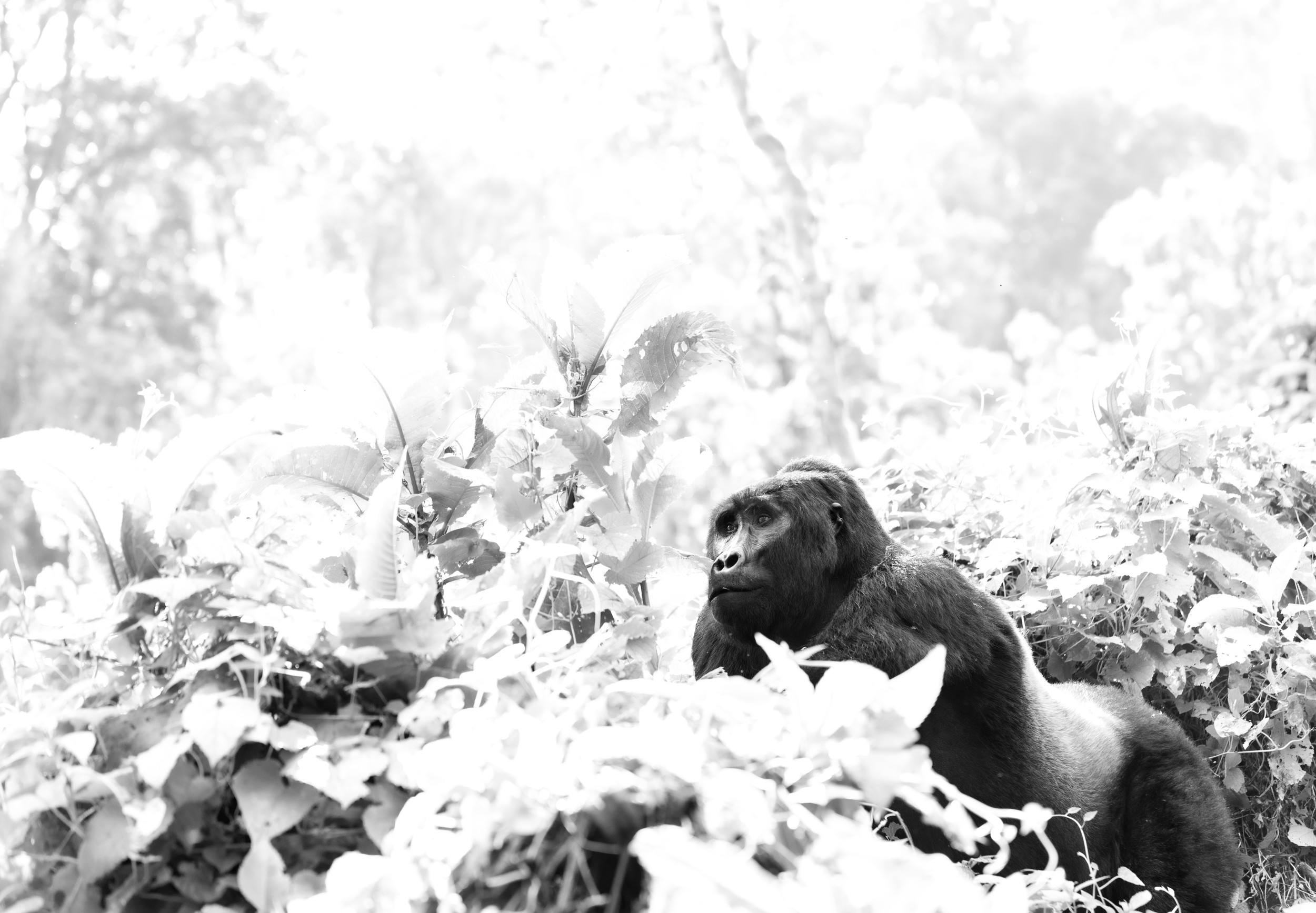 Majestic Jungle Gorilla by Helgardt Pretorius — canvas wall art