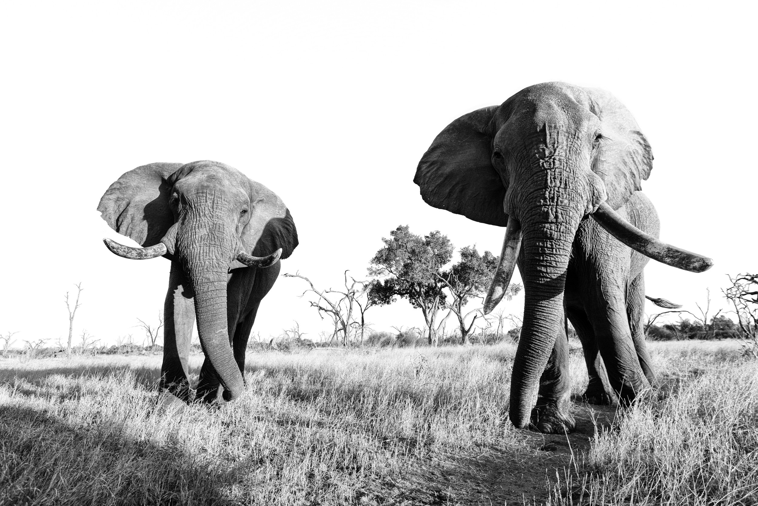 African Elephants Safari by Helgardt Pretorius — canvas wall art