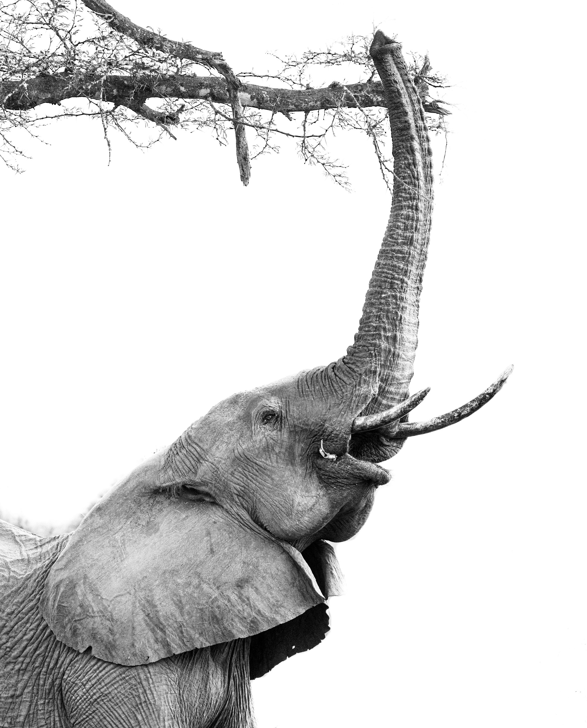 Elephant Reaching Up by Helgardt Pretorius — canvas wall art