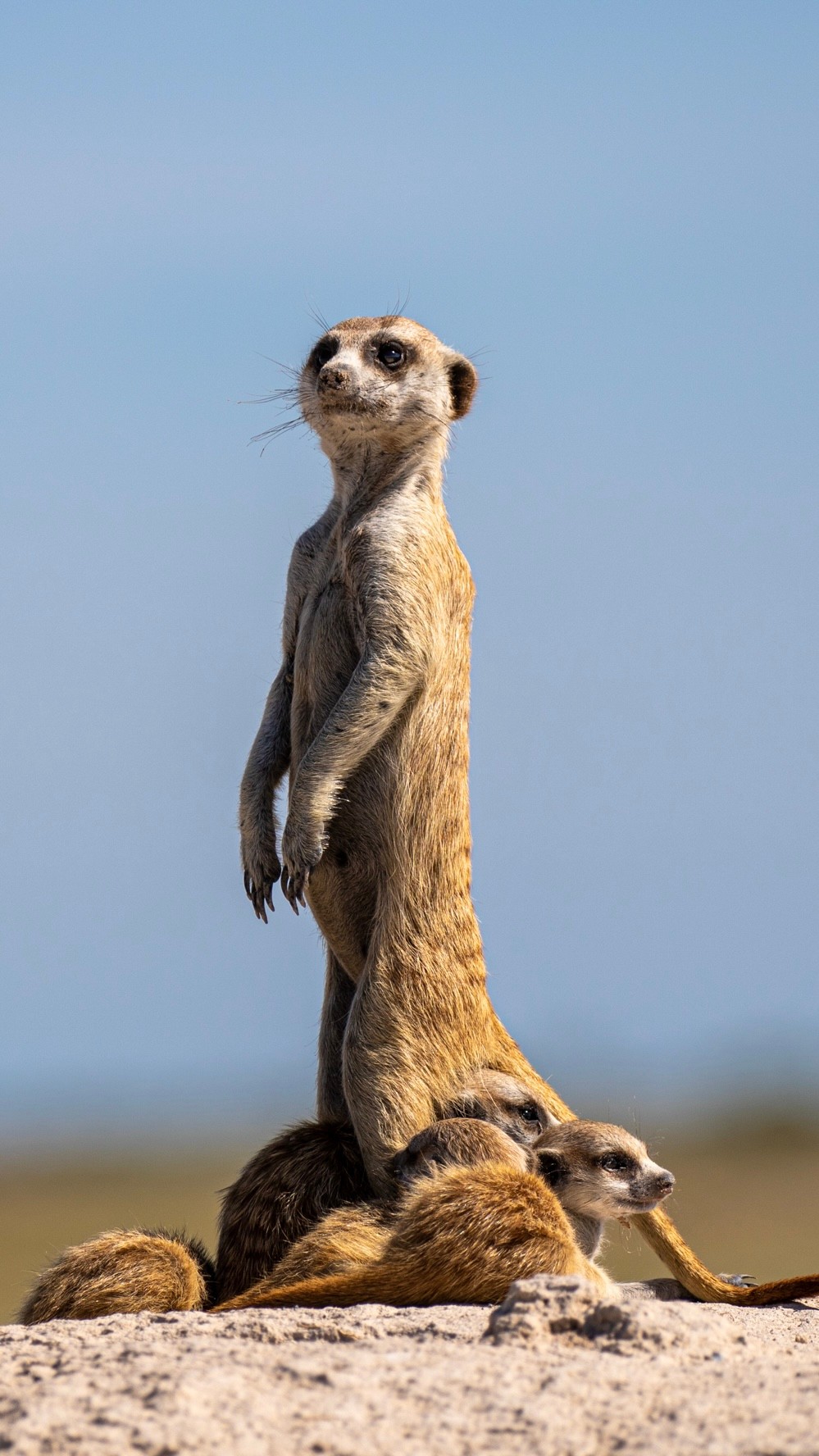 Alert Meerkat Family by Helgardt Pretorius — canvas wall art