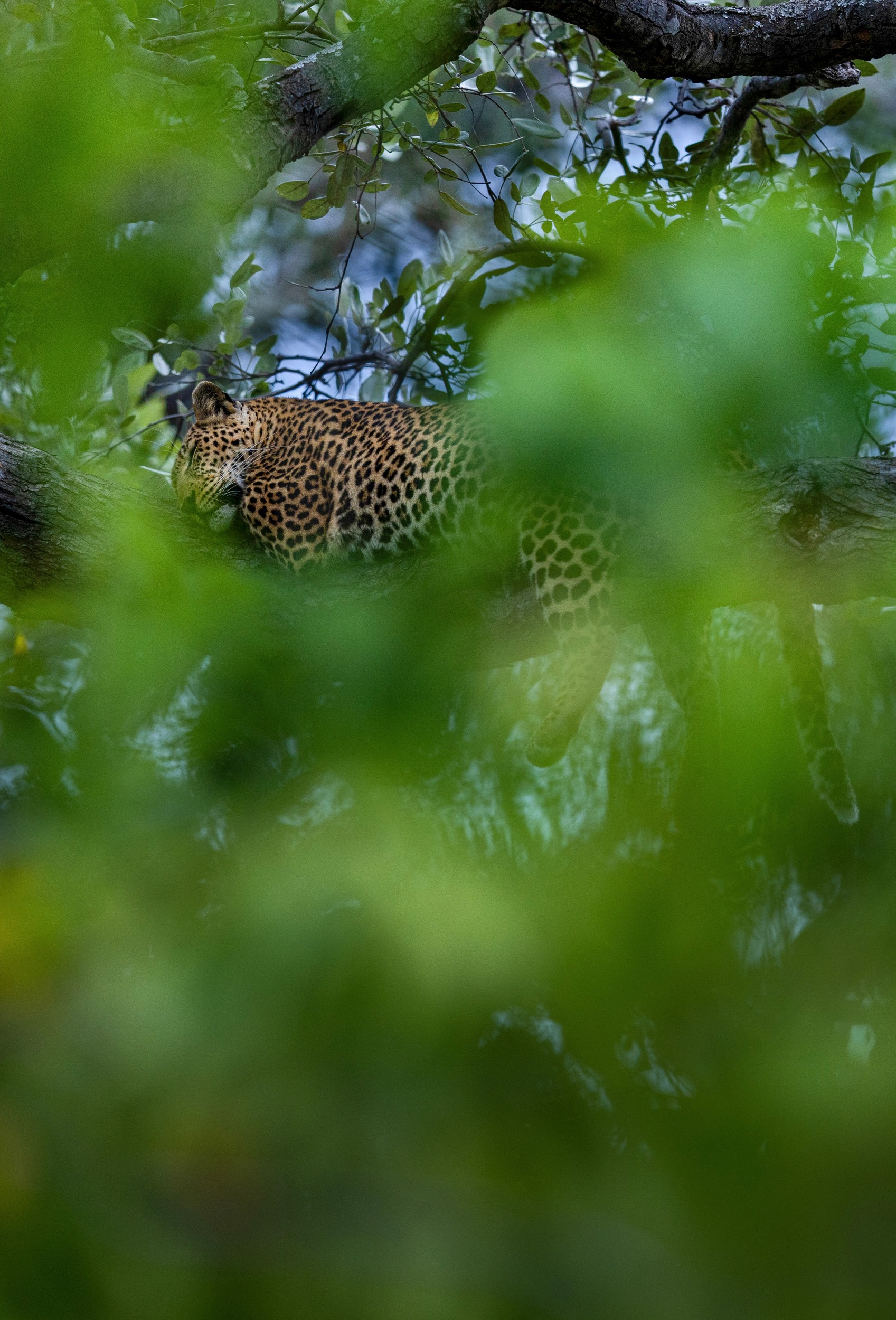Leopard In Tree Canopy by Helgardt Pretorius — canvas wall art