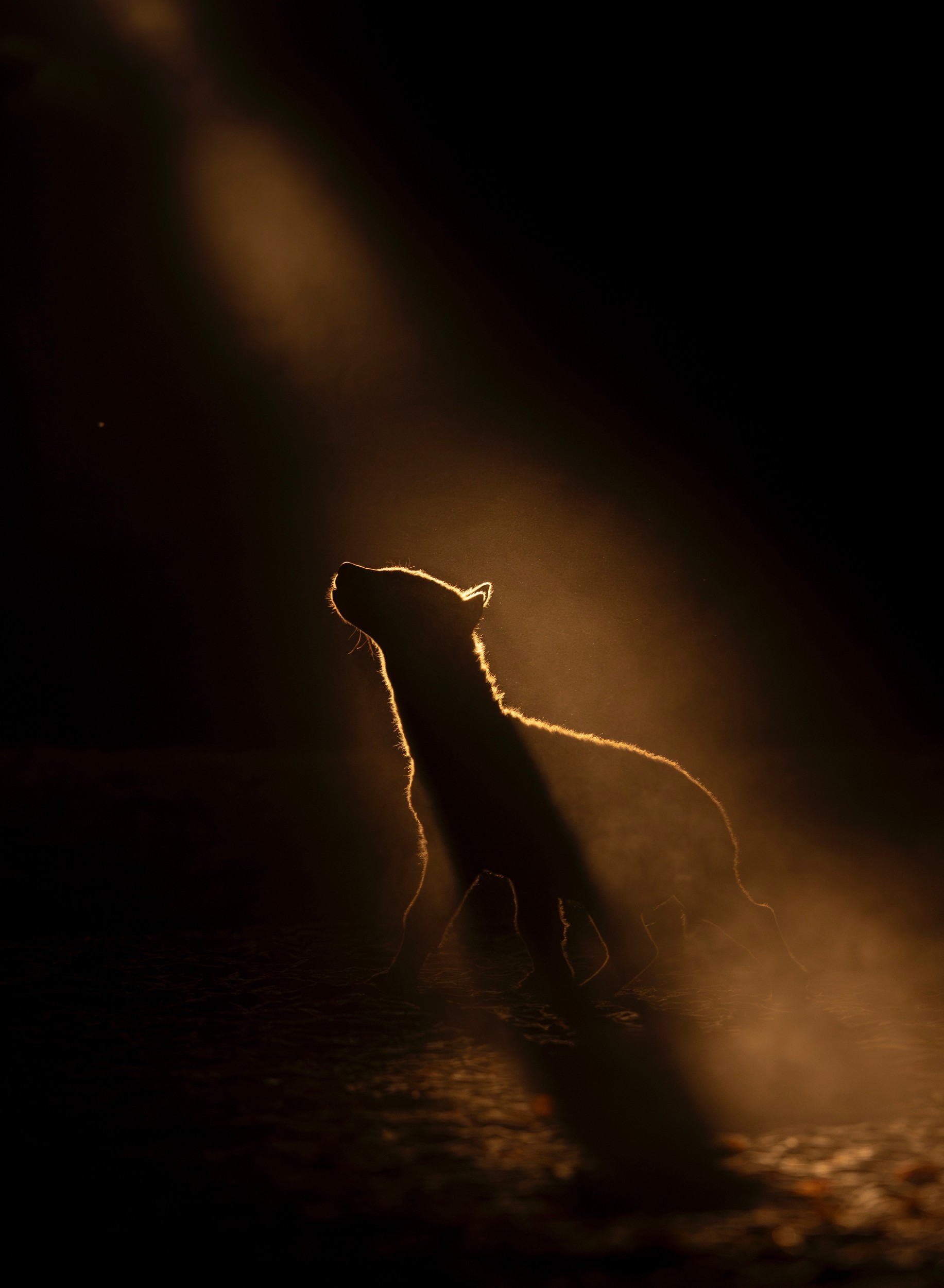 Dramatic Hyena Silhouette by Helgardt Pretorius — canvas wall art
