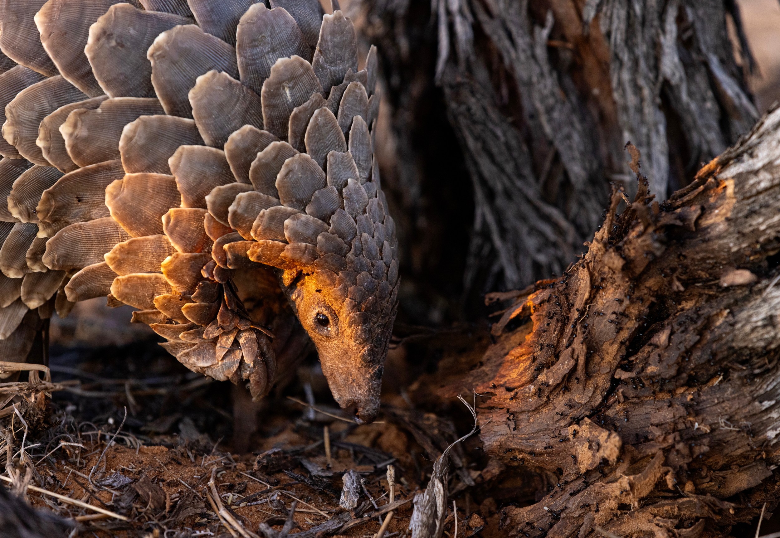 Pangolin in Warm Light by Helgardt Pretorius — canvas wall art