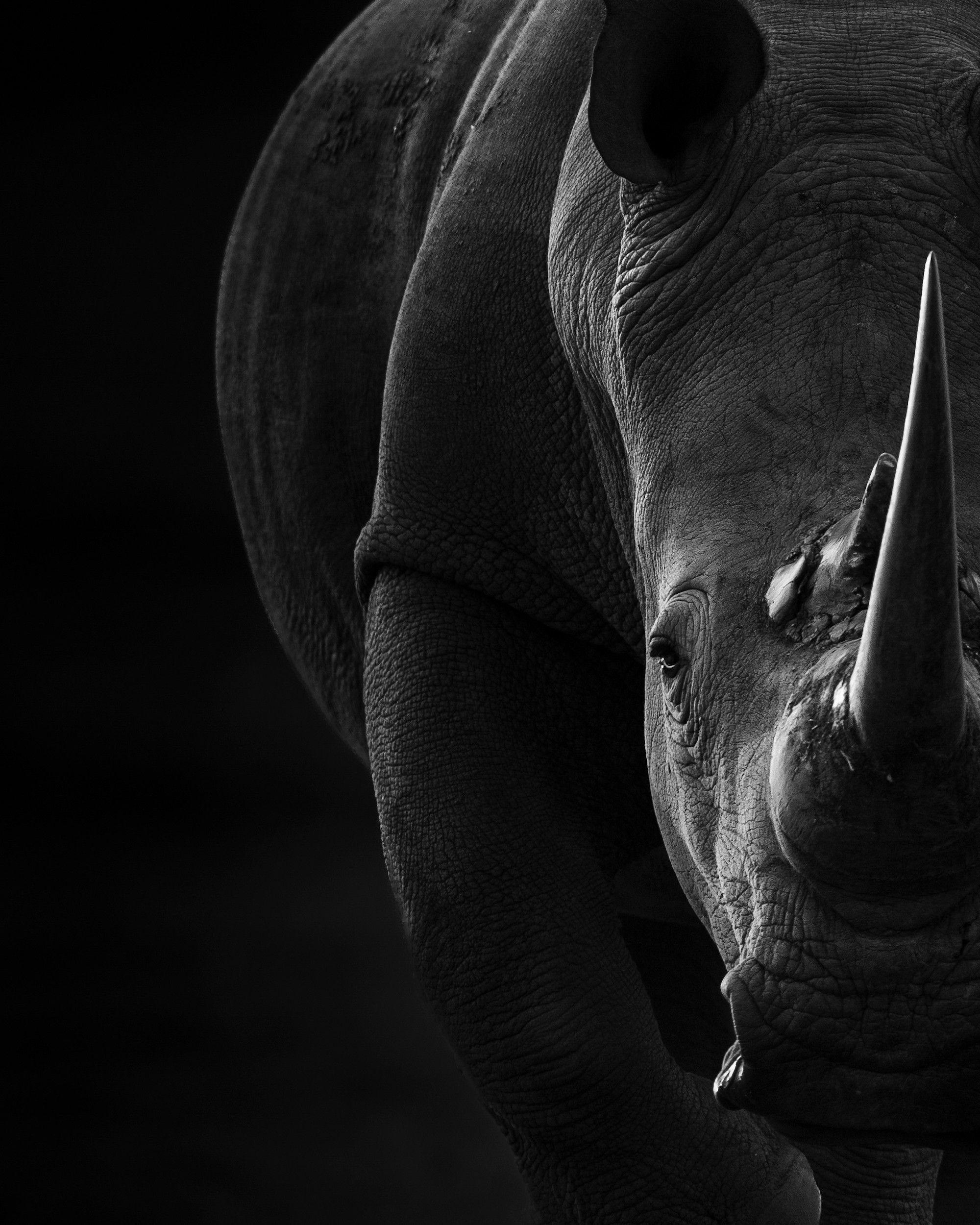 Powerful Rhino Portrait by Helgardt Pretorius — canvas wall art