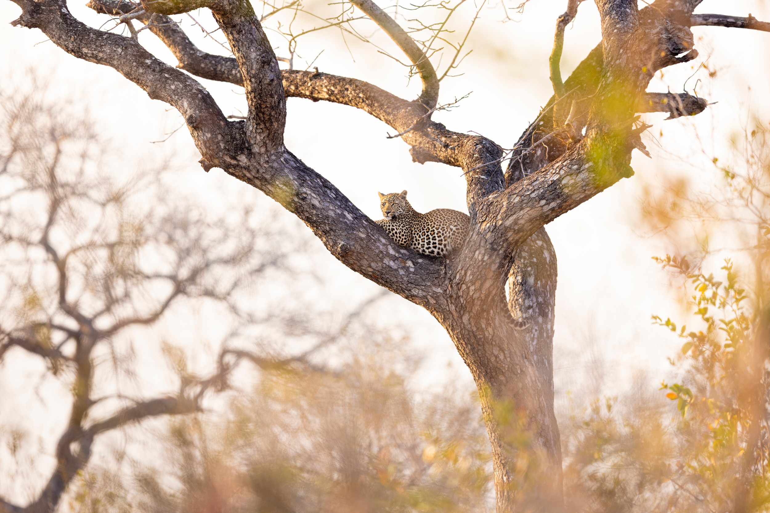 Leopard on Tree Branch by Helgardt Pretorius — canvas wall art
