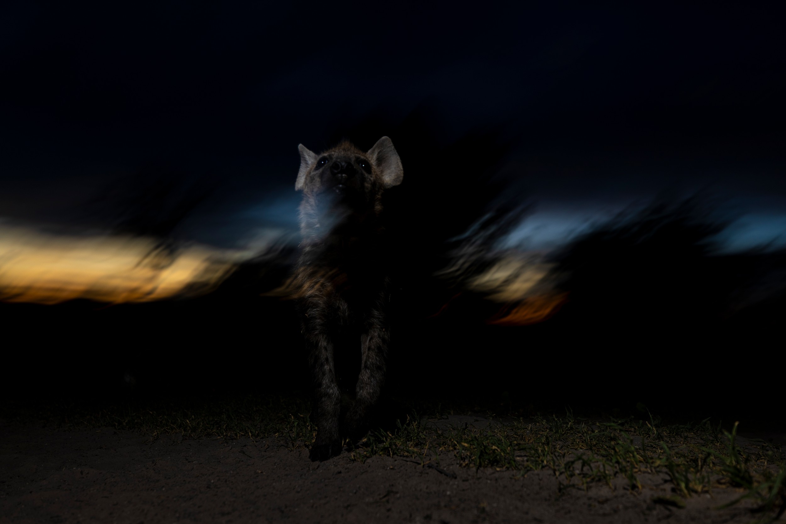 Artistic Hyena by Helgardt Pretorius — canvas wall art